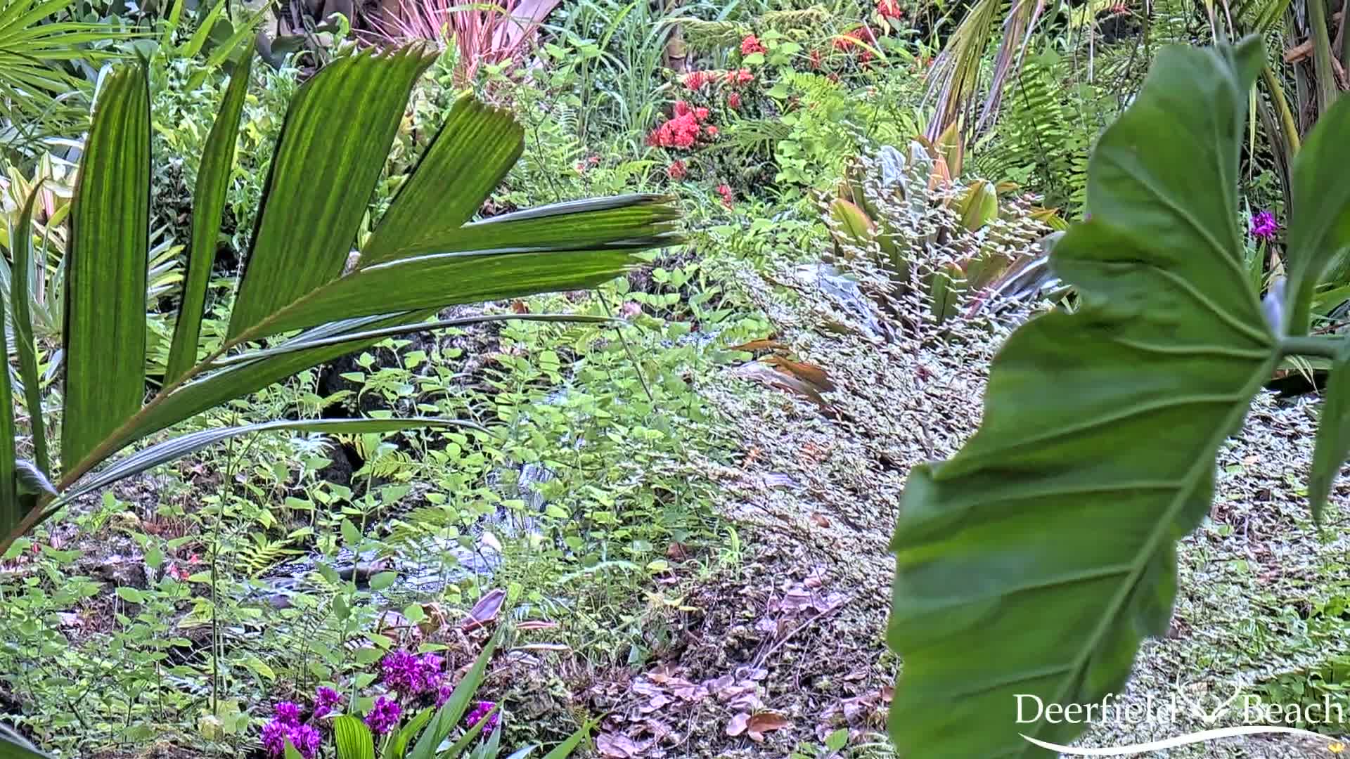 Deerfield Beach City Arboretum at Constitution Park Live Cam - Deerfield Beach, Broward, Florida, USA