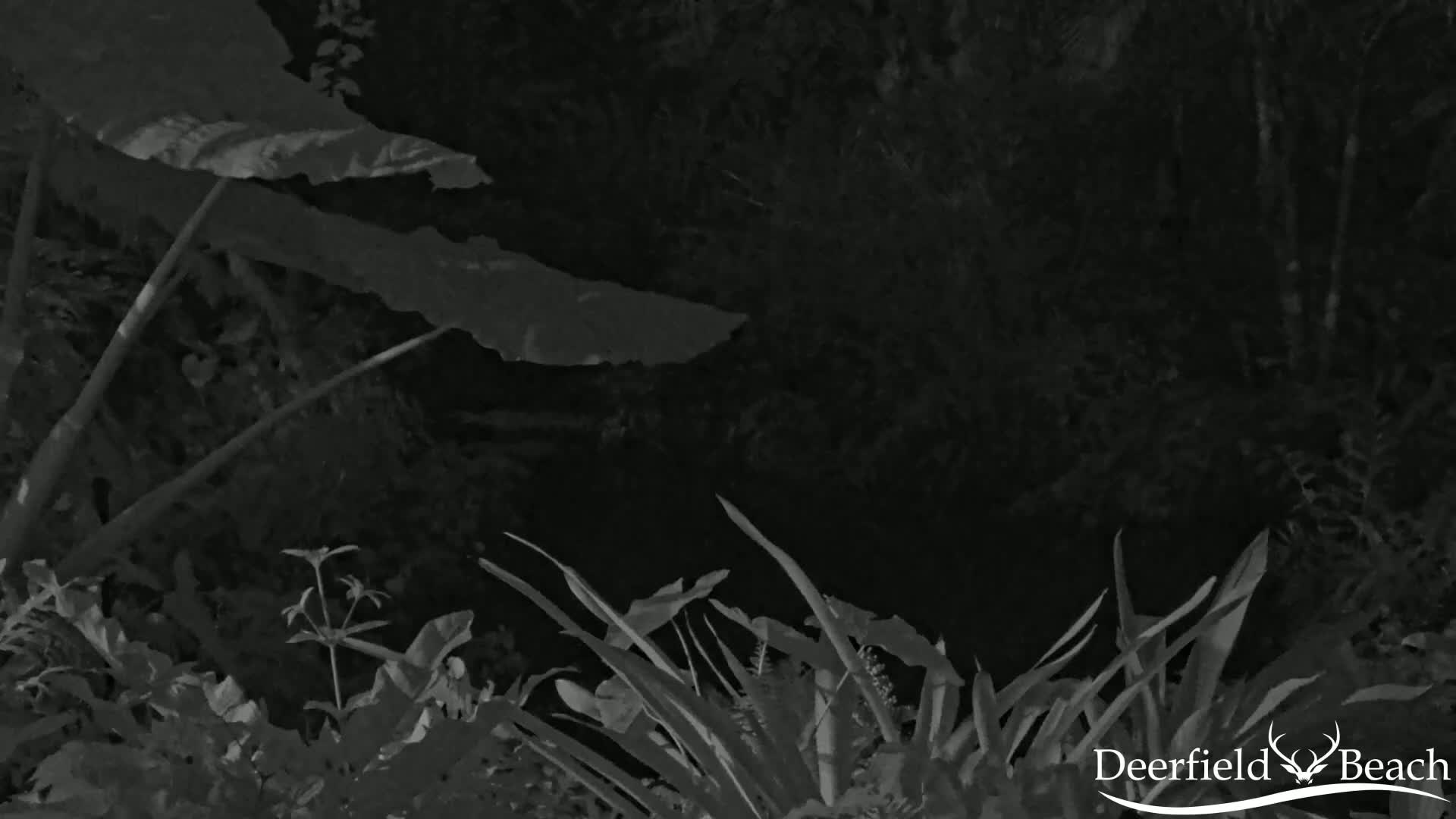 Deerfield Beach City Arboretum at Constitution Park Live Cam - Deerfield Beach, Broward, Florida, USA