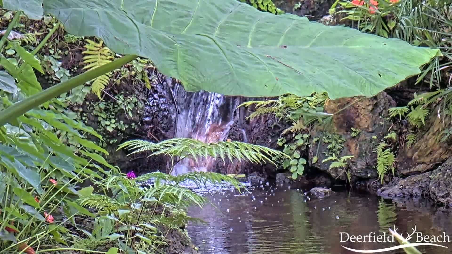 Deerfield Beach City Arboretum at Constitution Park Live Cam - Deerfield Beach, Broward, Florida, USA