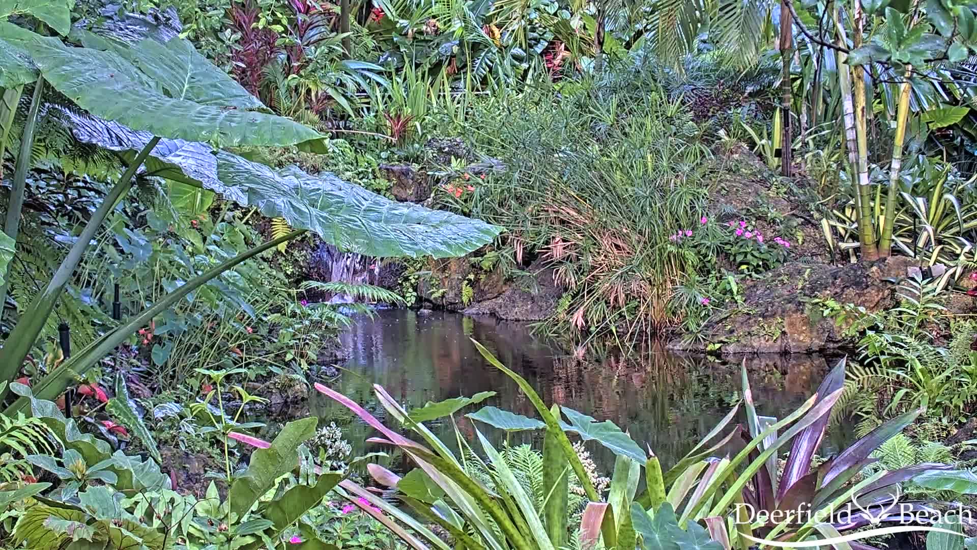 Deerfield Beach City Arboretum at Constitution Park Live Cam - Deerfield Beach, Broward, Florida, USA