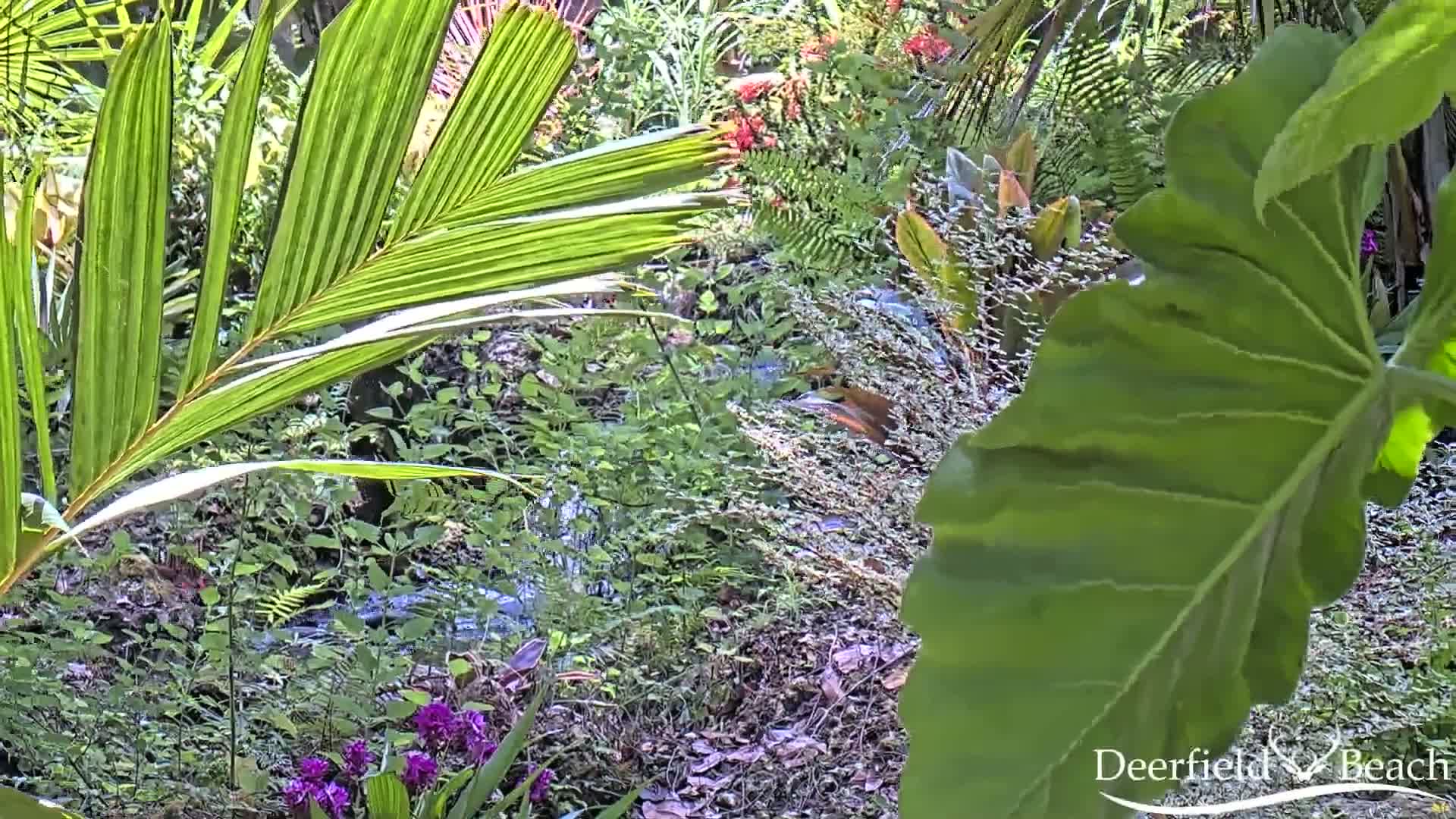 Deerfield Beach City Arboretum at Constitution Park Live Cam - Deerfield Beach, Broward, Florida, USA