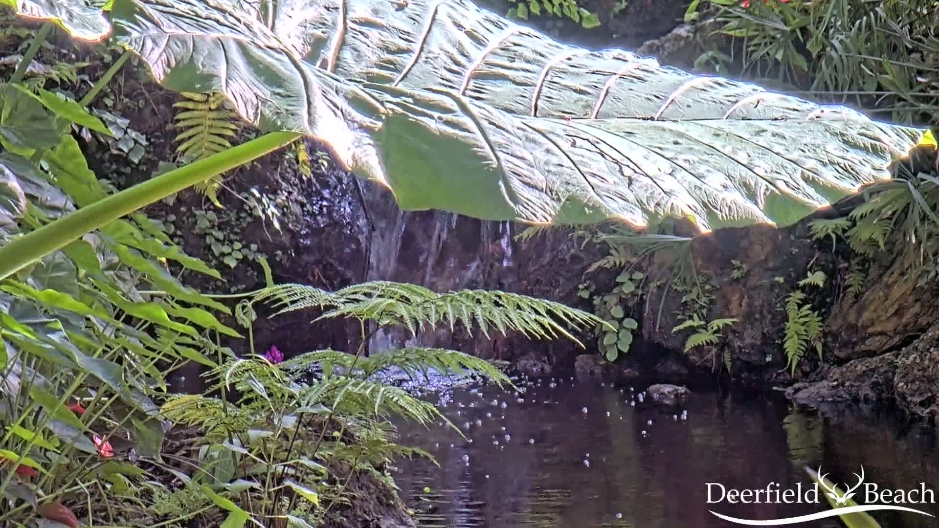 Deerfield Beach City Arboretum at Constitution Park Live Cam - Deerfield Beach, Broward, Florida, USA