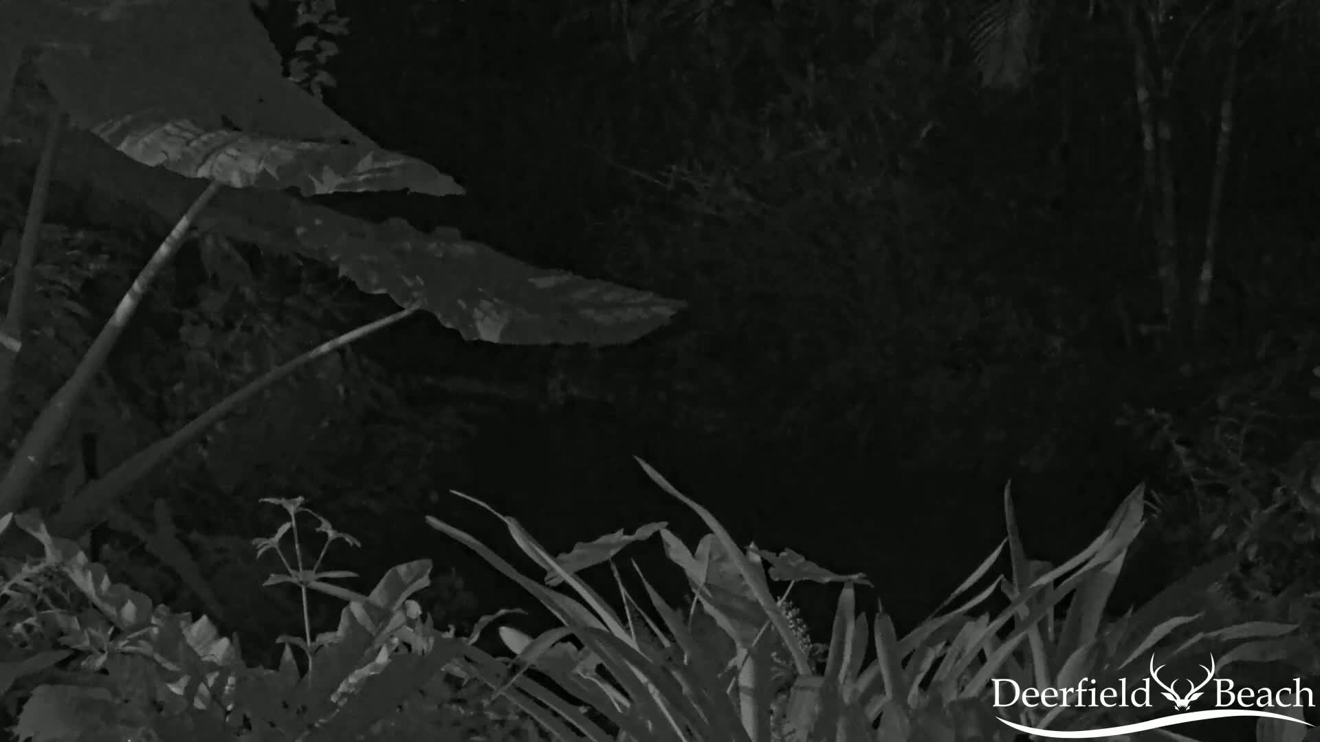 Deerfield Beach City Arboretum at Constitution Park Live Cam - Deerfield Beach, Broward, Florida, USA