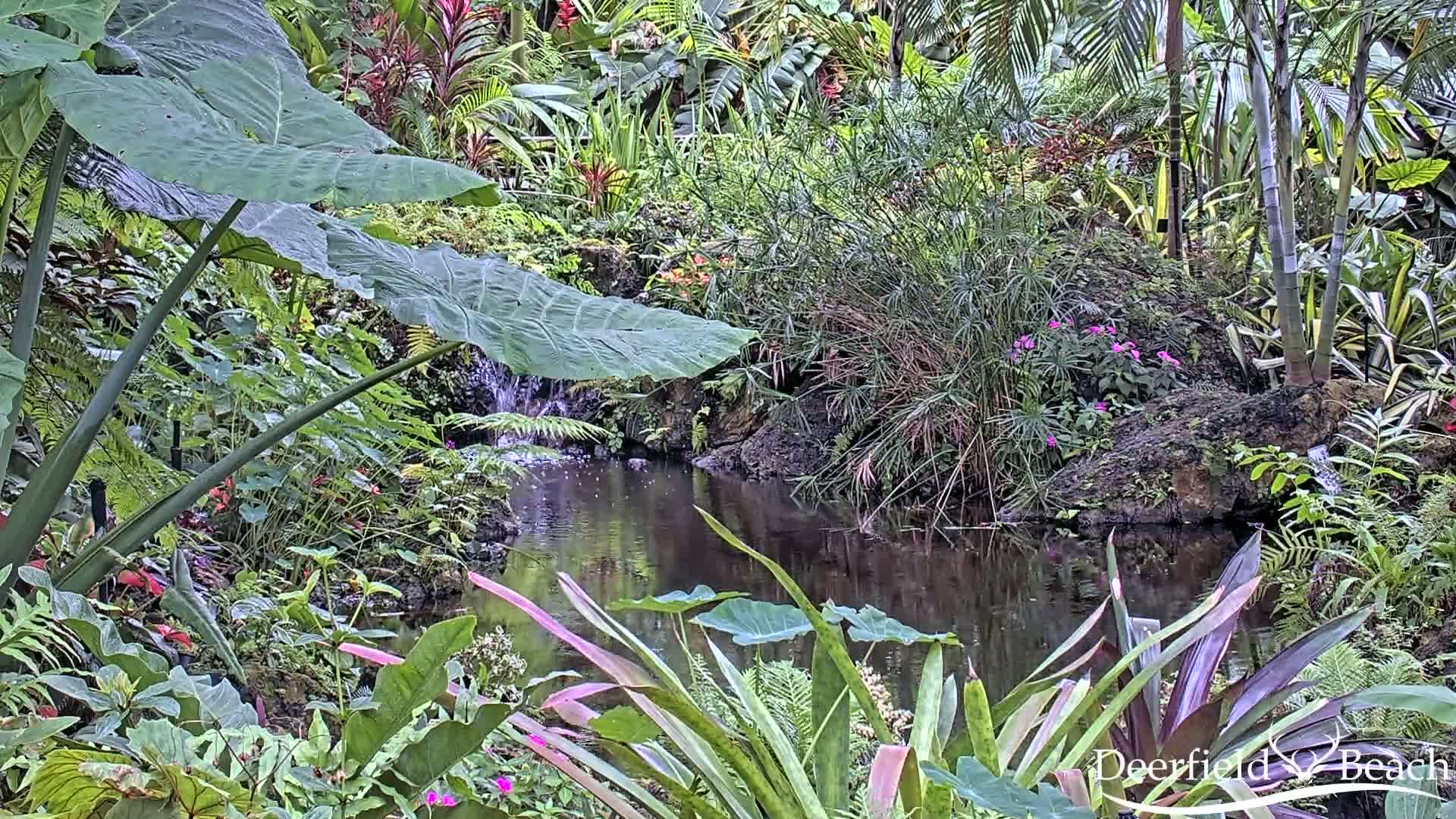 Deerfield Beach City Arboretum at Constitution Park Live Cam - Deerfield Beach, Broward, Florida, USA