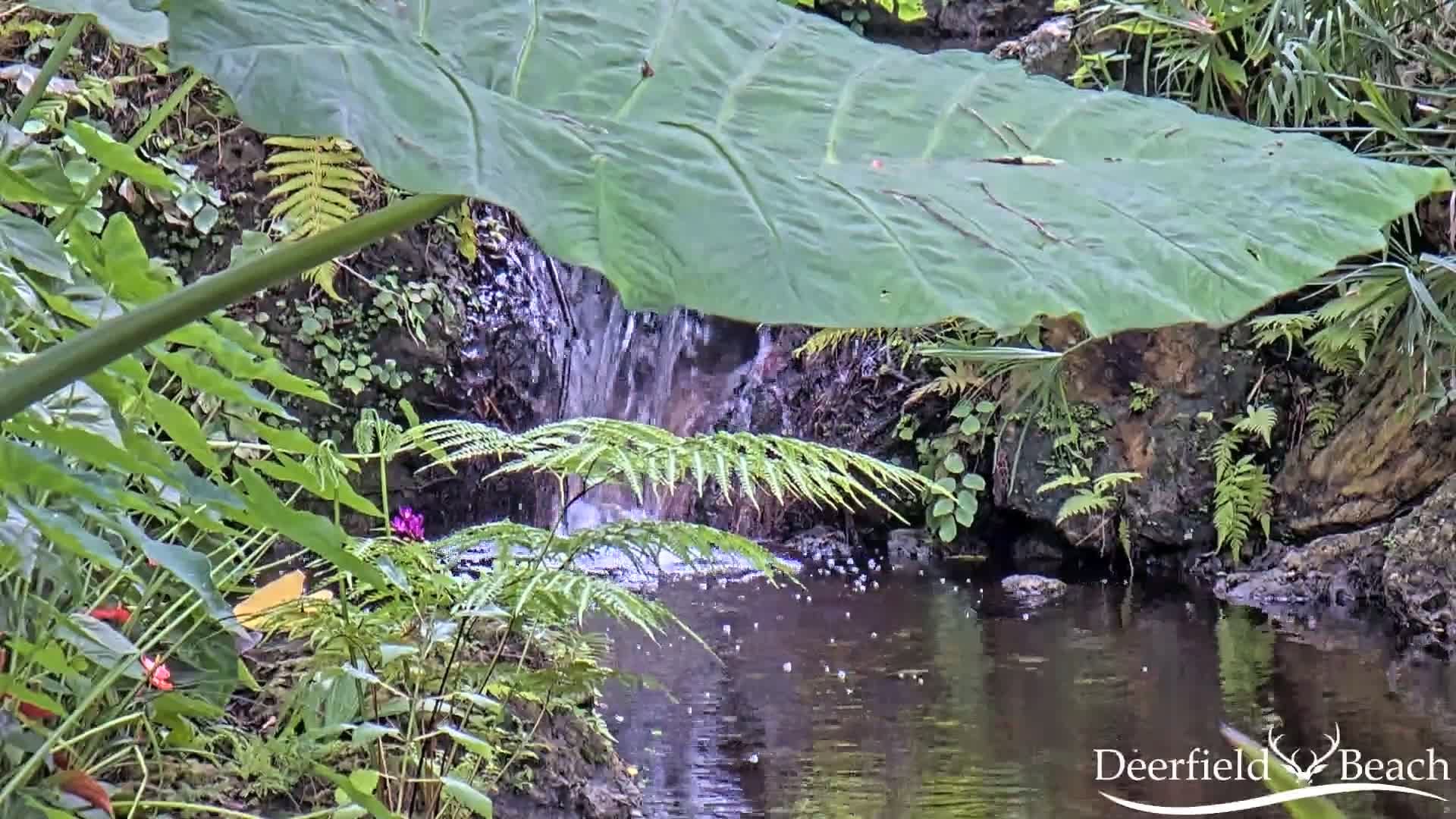 Deerfield Beach City Arboretum at Constitution Park Live Cam - Deerfield Beach, Broward, Florida, USA