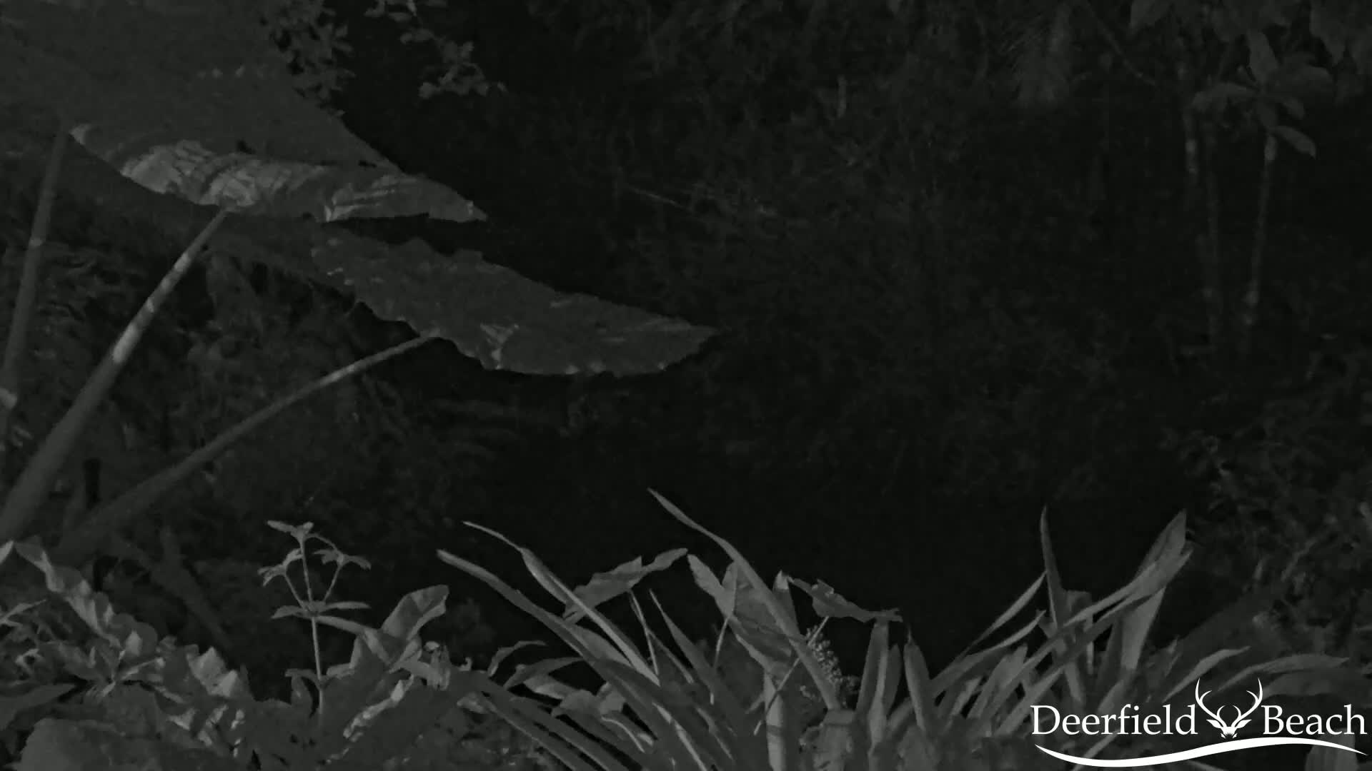 Deerfield Beach City Arboretum at Constitution Park Live Cam - Deerfield Beach, Broward, Florida, USA
