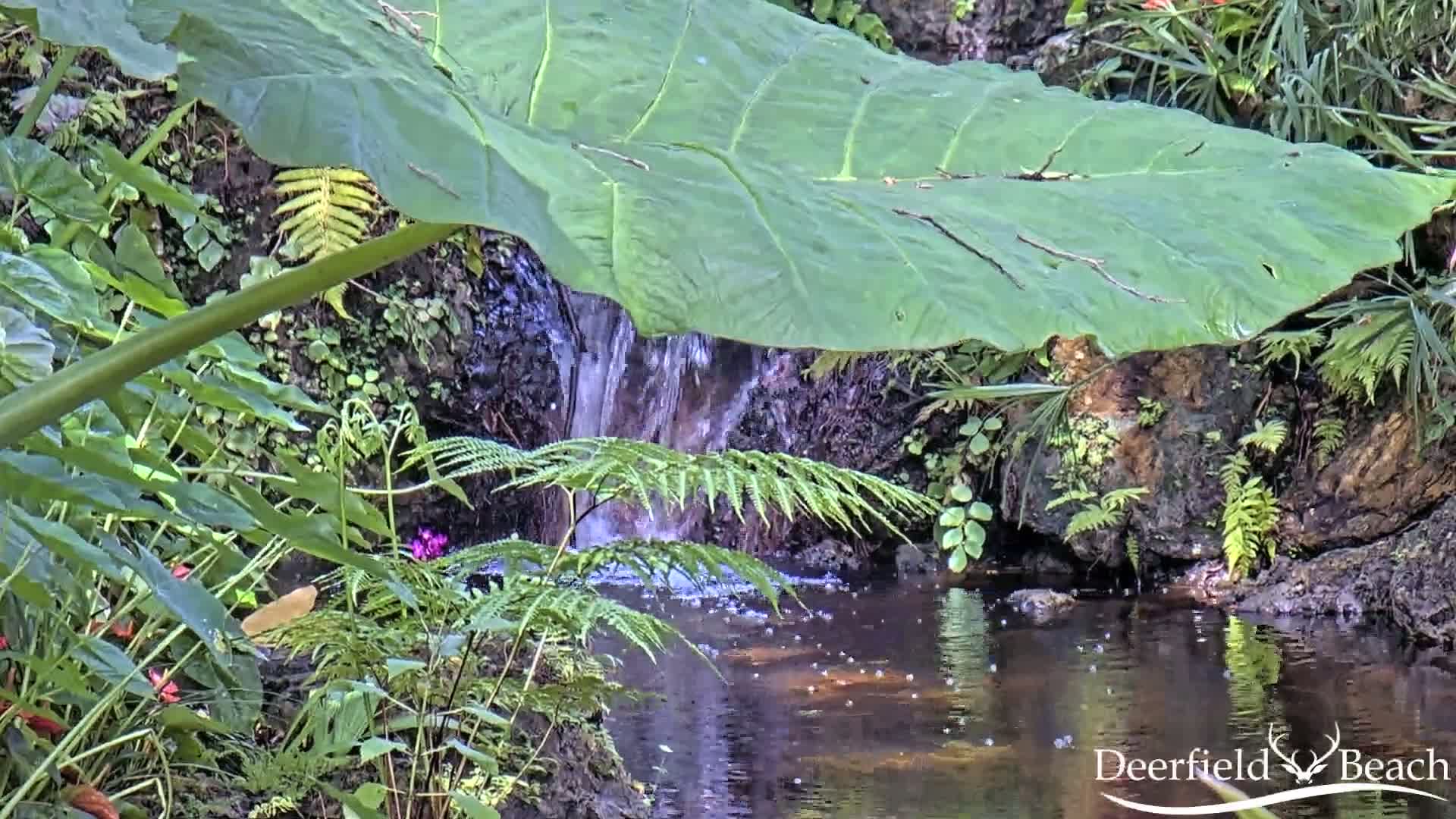 Deerfield Beach City Arboretum at Constitution Park Live Cam - Deerfield Beach, Broward, Florida, USA