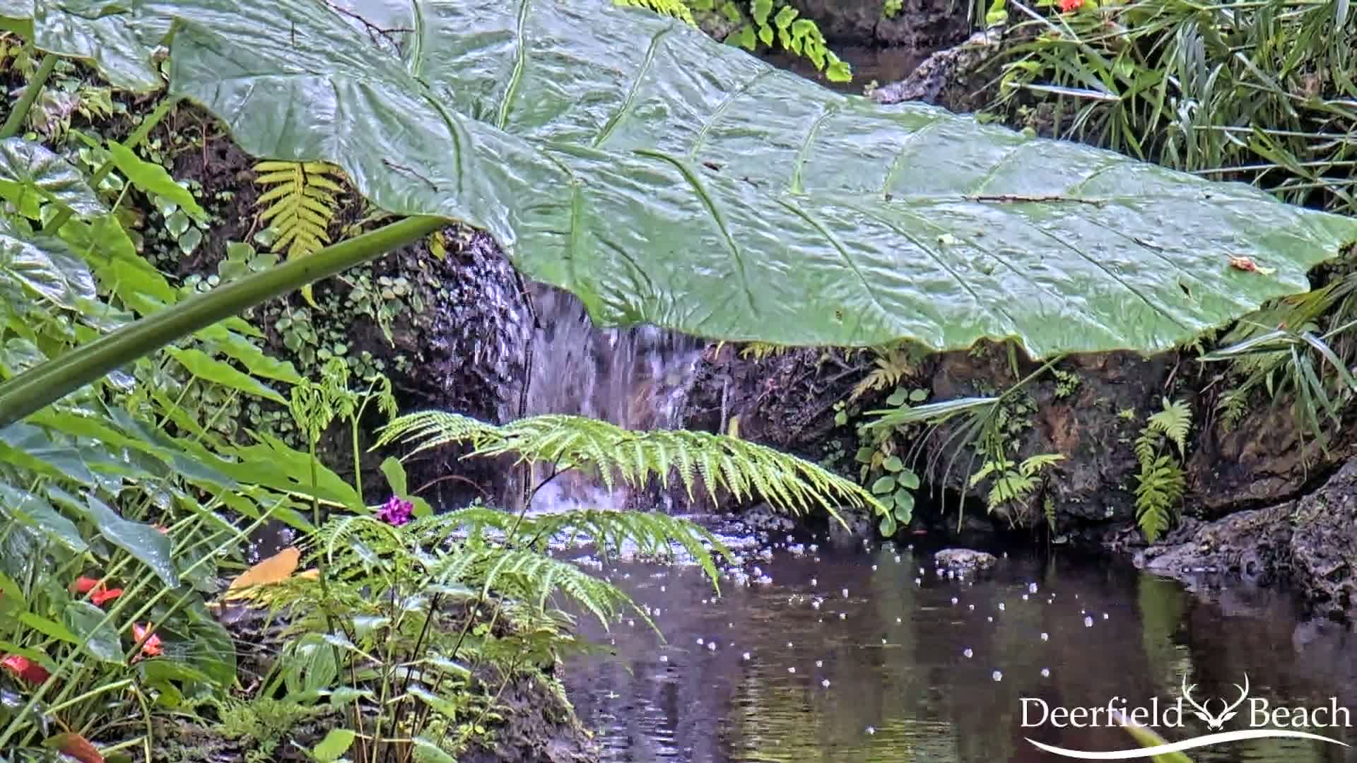 Deerfield Beach City Arboretum at Constitution Park Live Cam - Deerfield Beach, Broward, Florida, USA