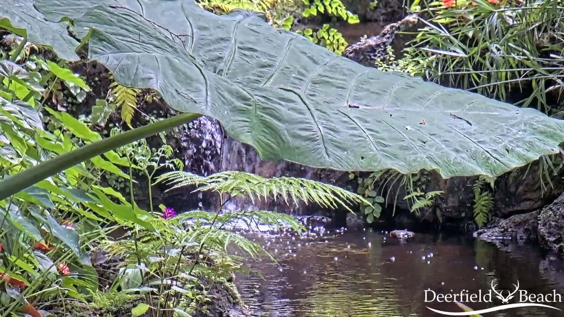 Deerfield Beach City Arboretum at Constitution Park Live Cam - Deerfield Beach, Broward, Florida, USA