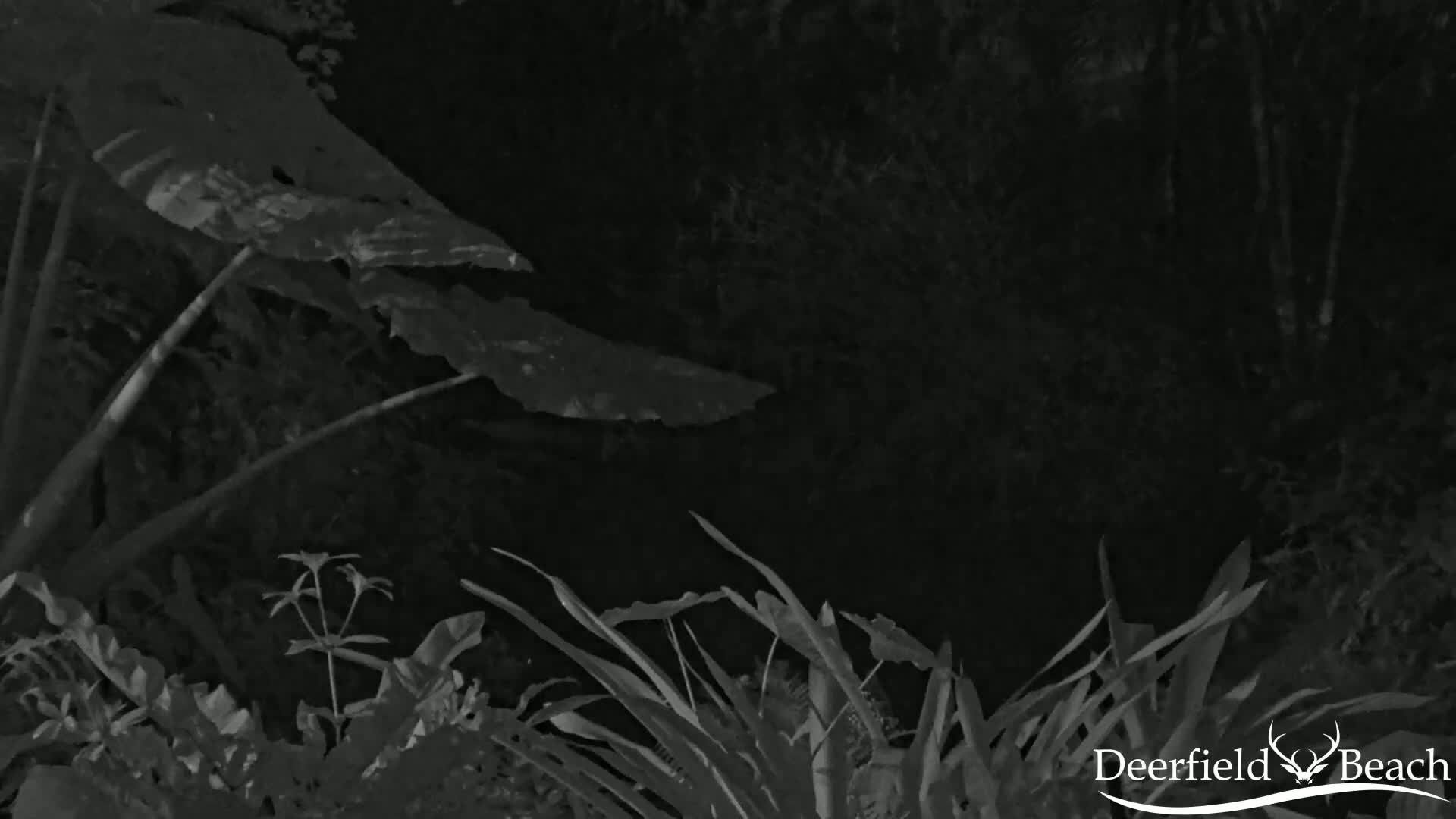 Large, dark green leaves of plants are visible at night, with other vegetation in the foreground and background.