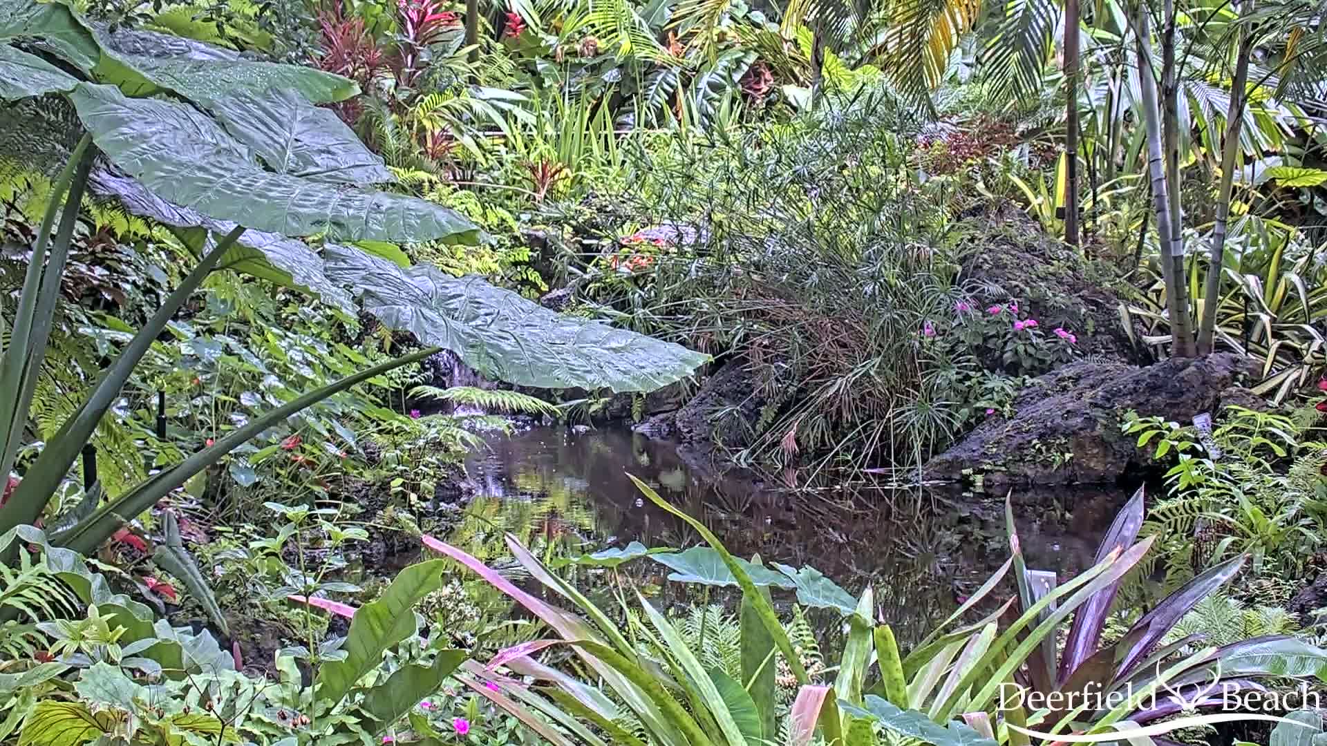 Deerfield Beach City Arboretum at Constitution Park Live Cam - Deerfield Beach, Broward, Florida, USA