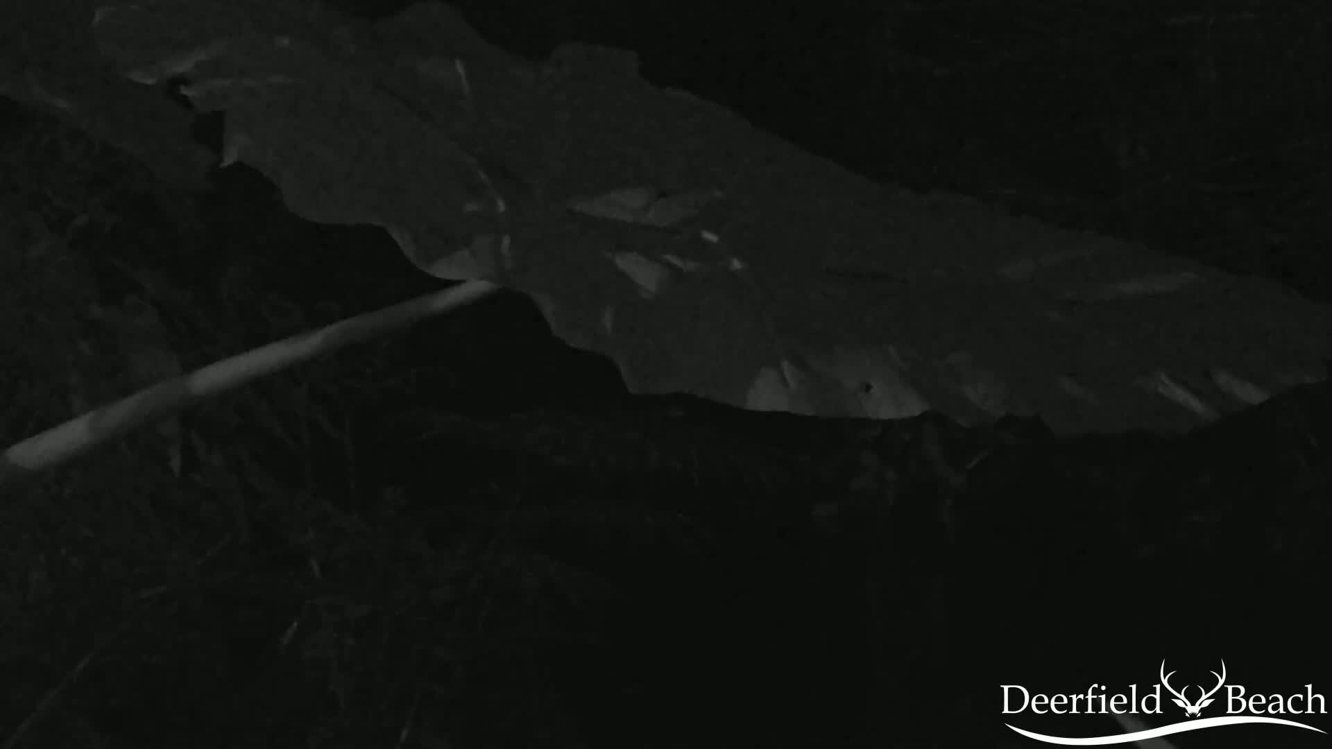 A large, dark leaf lies on the ground at night.