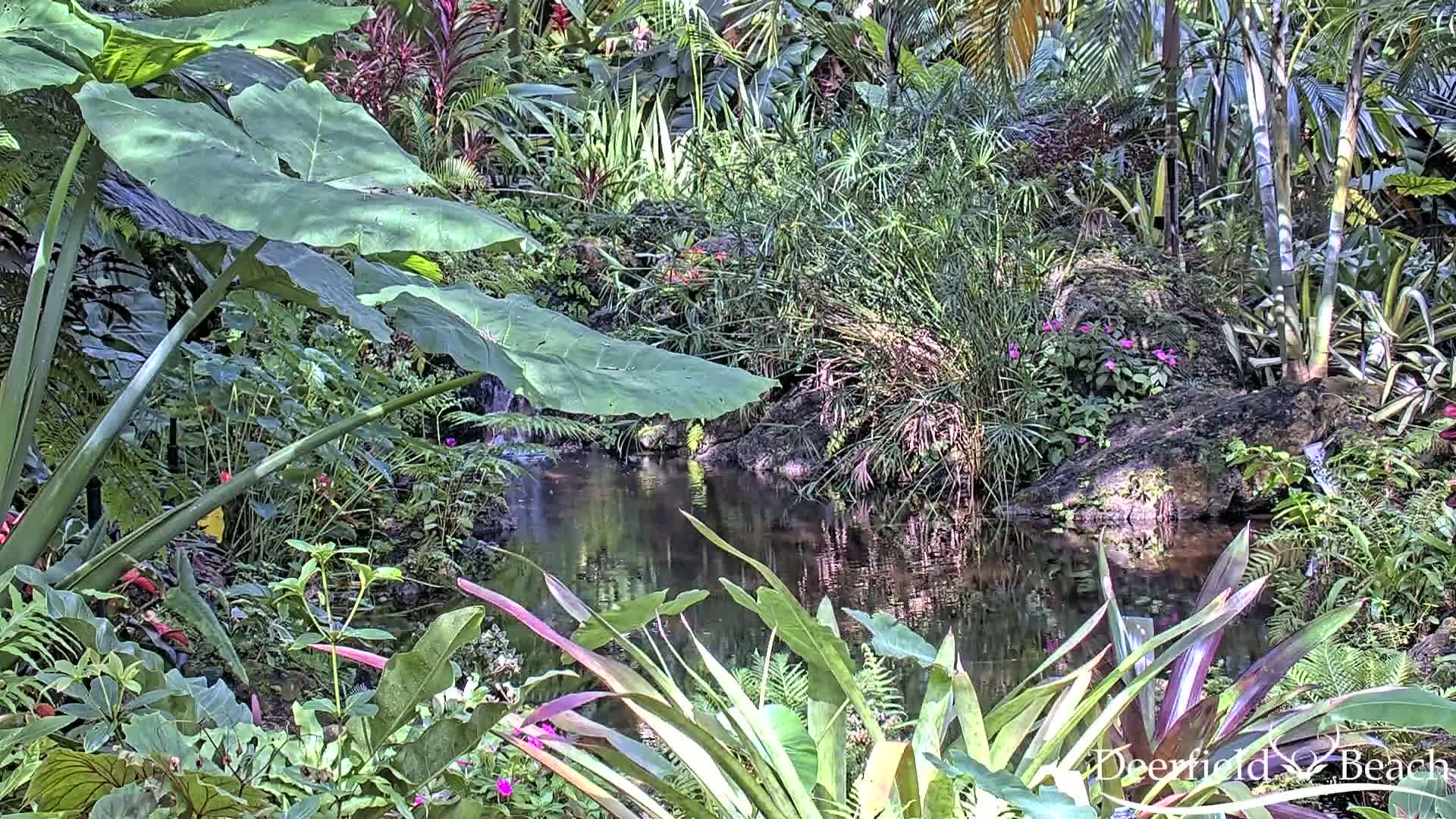 Deerfield Beach City Arboretum at Constitution Park Live Cam - Deerfield Beach, Broward, Florida, USA