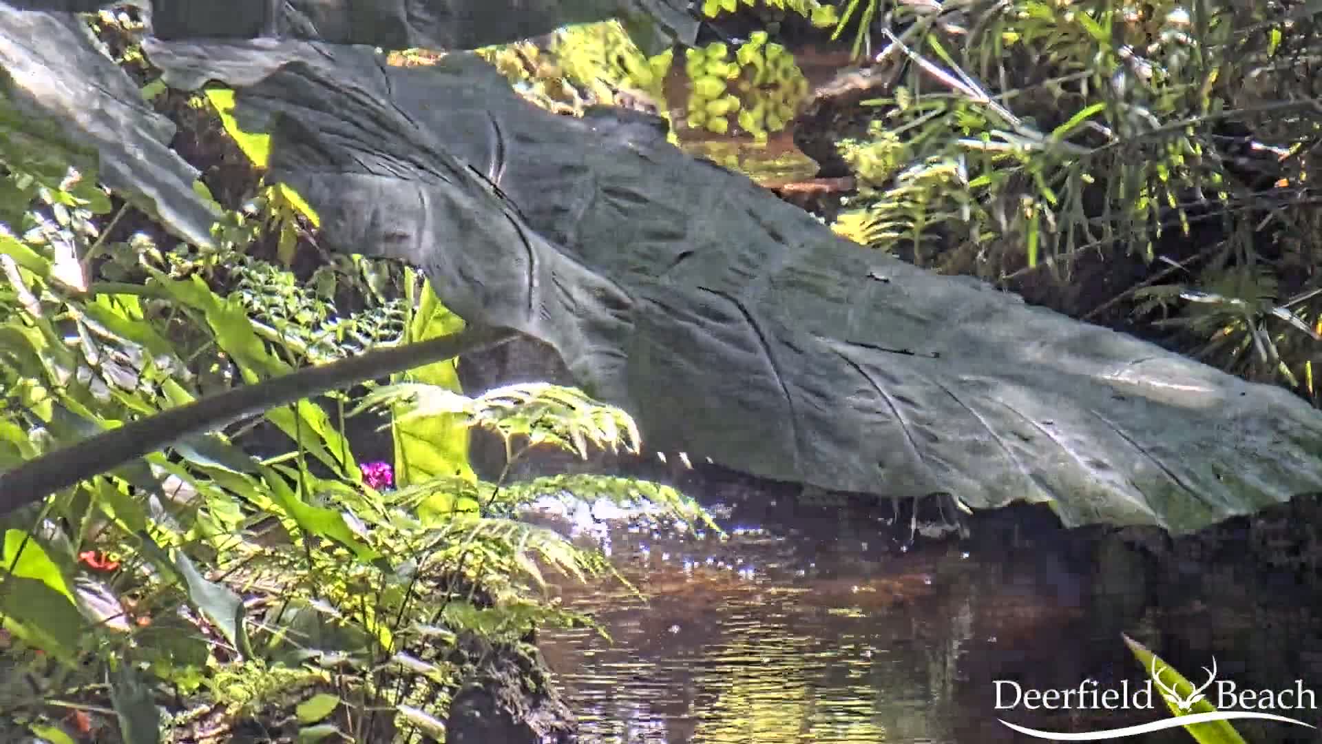 Deerfield Beach City Arboretum at Constitution Park Live Cam - Deerfield Beach, Broward, Florida, USA