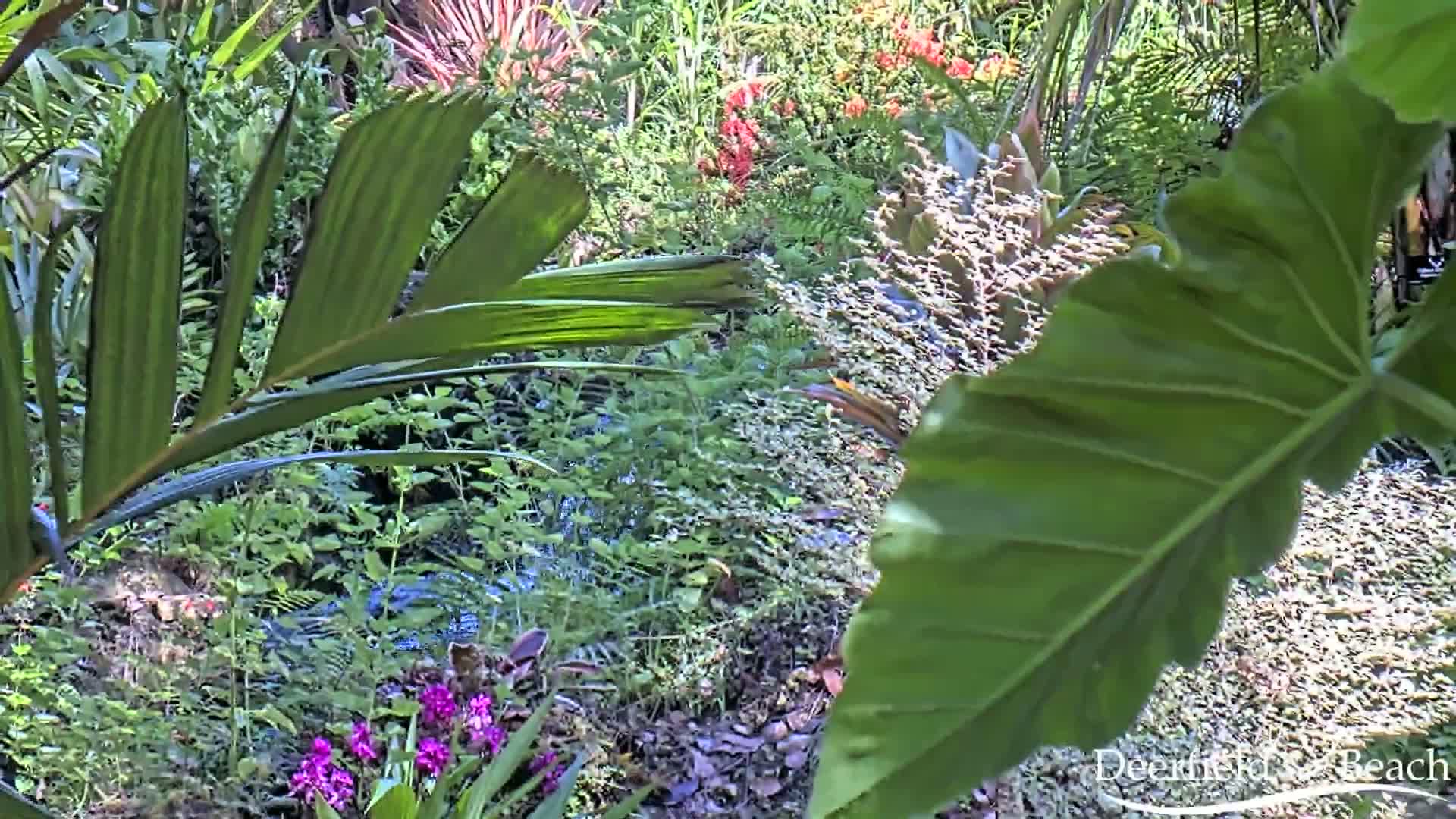 Deerfield Beach City Arboretum at Constitution Park Live Cam - Deerfield Beach, Broward, Florida, USA