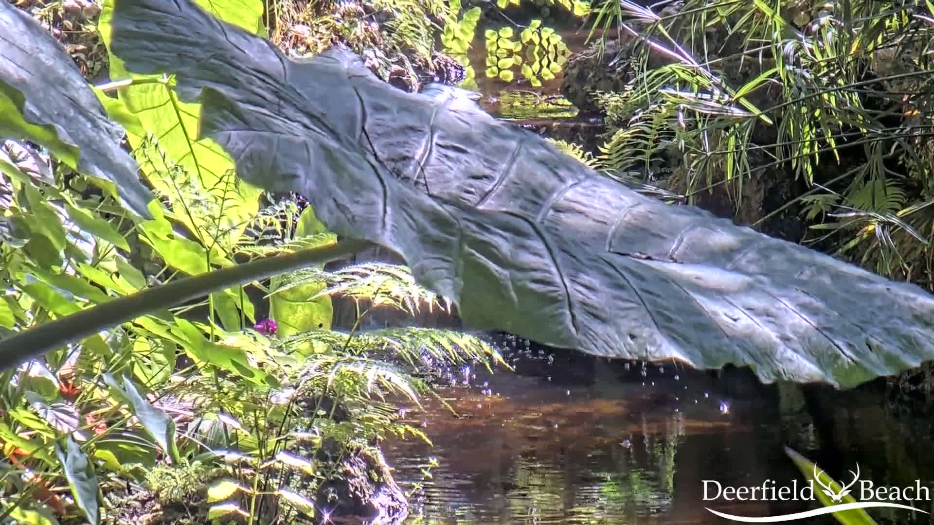 Deerfield Beach City Arboretum at Constitution Park Live Cam - Deerfield Beach, Broward, Florida, USA