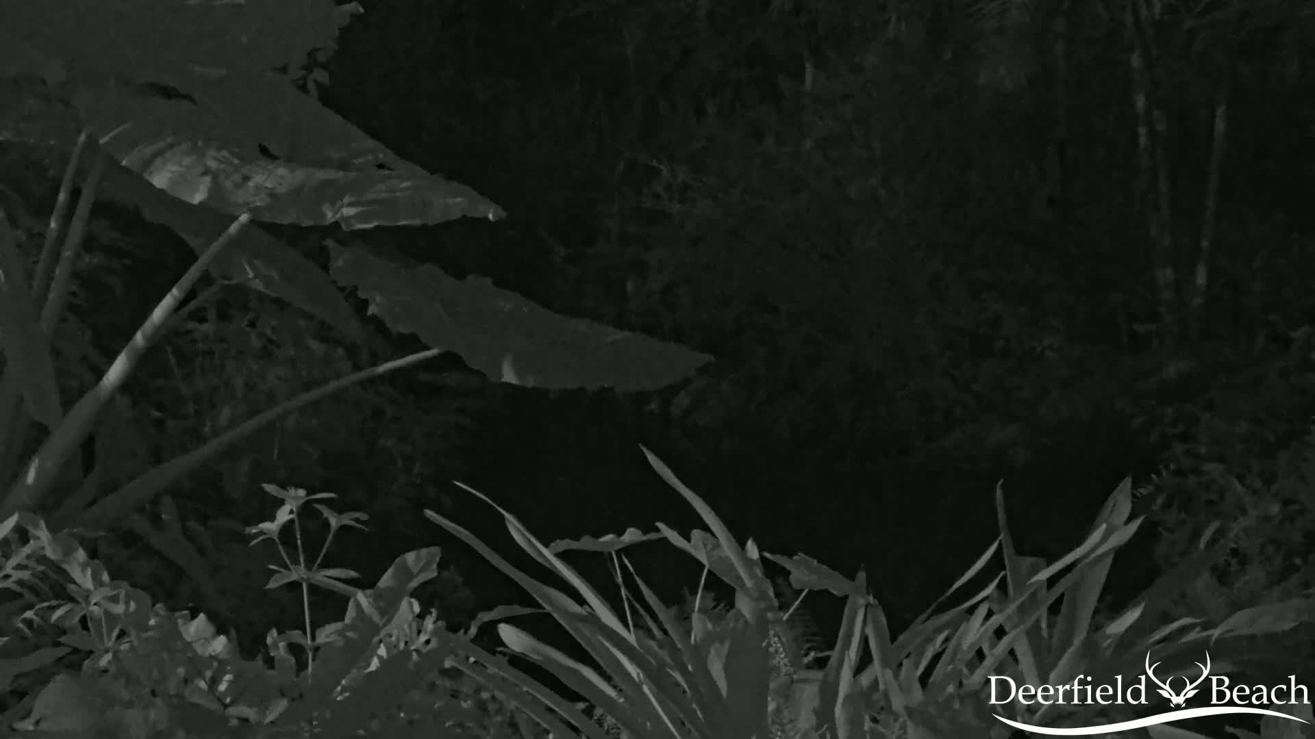 Deerfield Beach City Arboretum at Constitution Park Live Cam - Deerfield Beach, Broward, Florida, USA