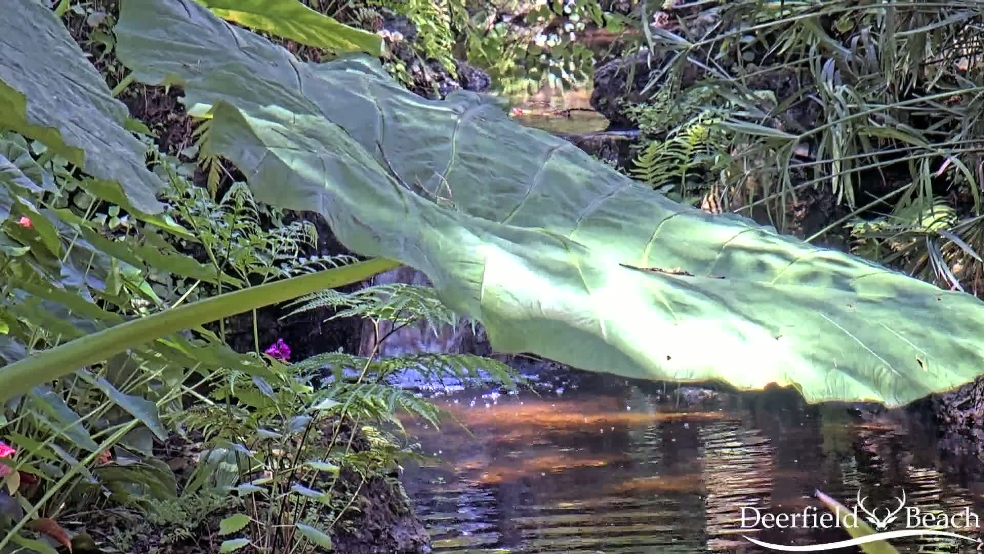 Deerfield Beach City Arboretum at Constitution Park Live Cam - Deerfield Beach, Broward, Florida, USA