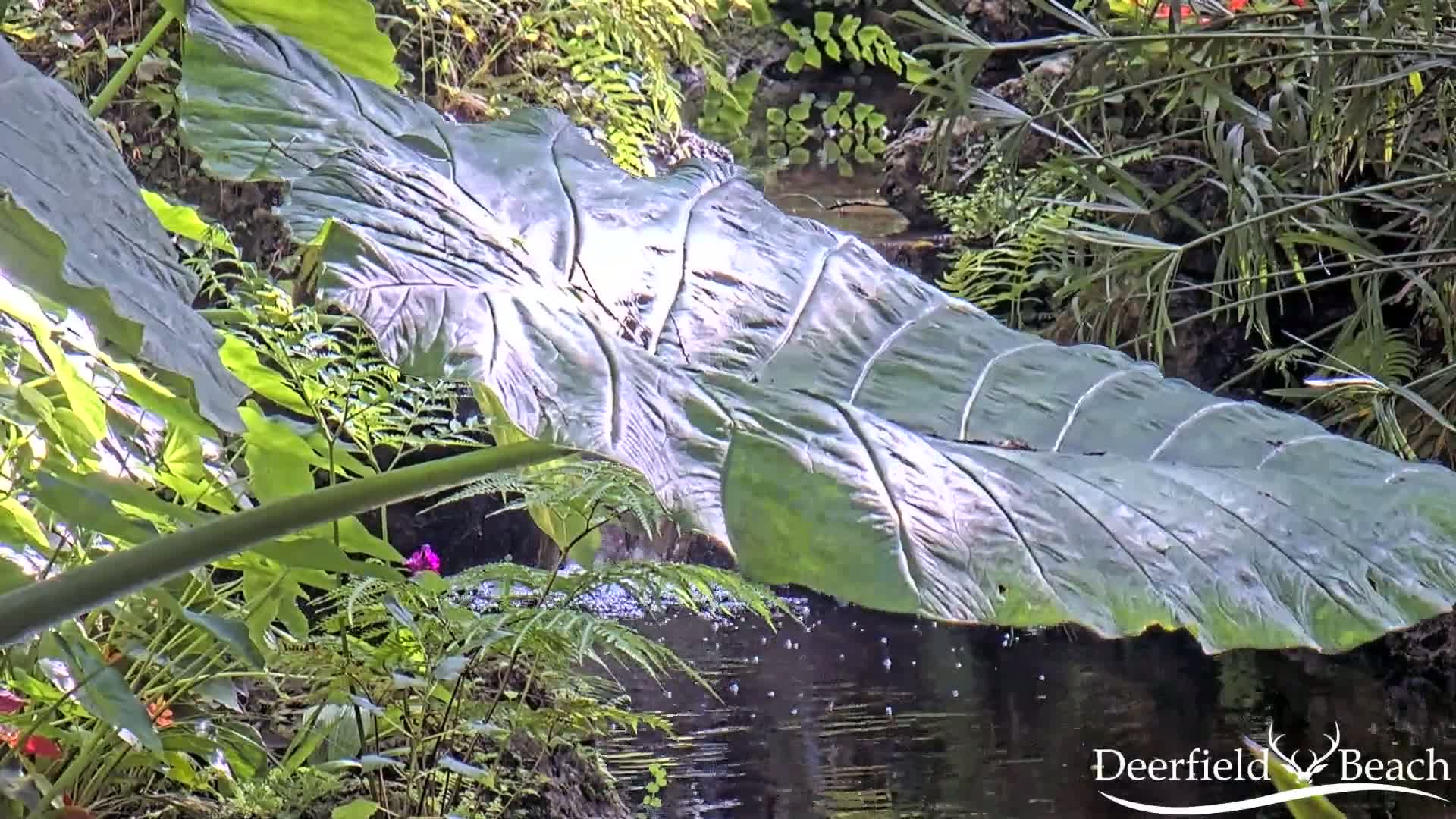 Deerfield Beach City Arboretum at Constitution Park Live Cam - Deerfield Beach, Broward, Florida, USA