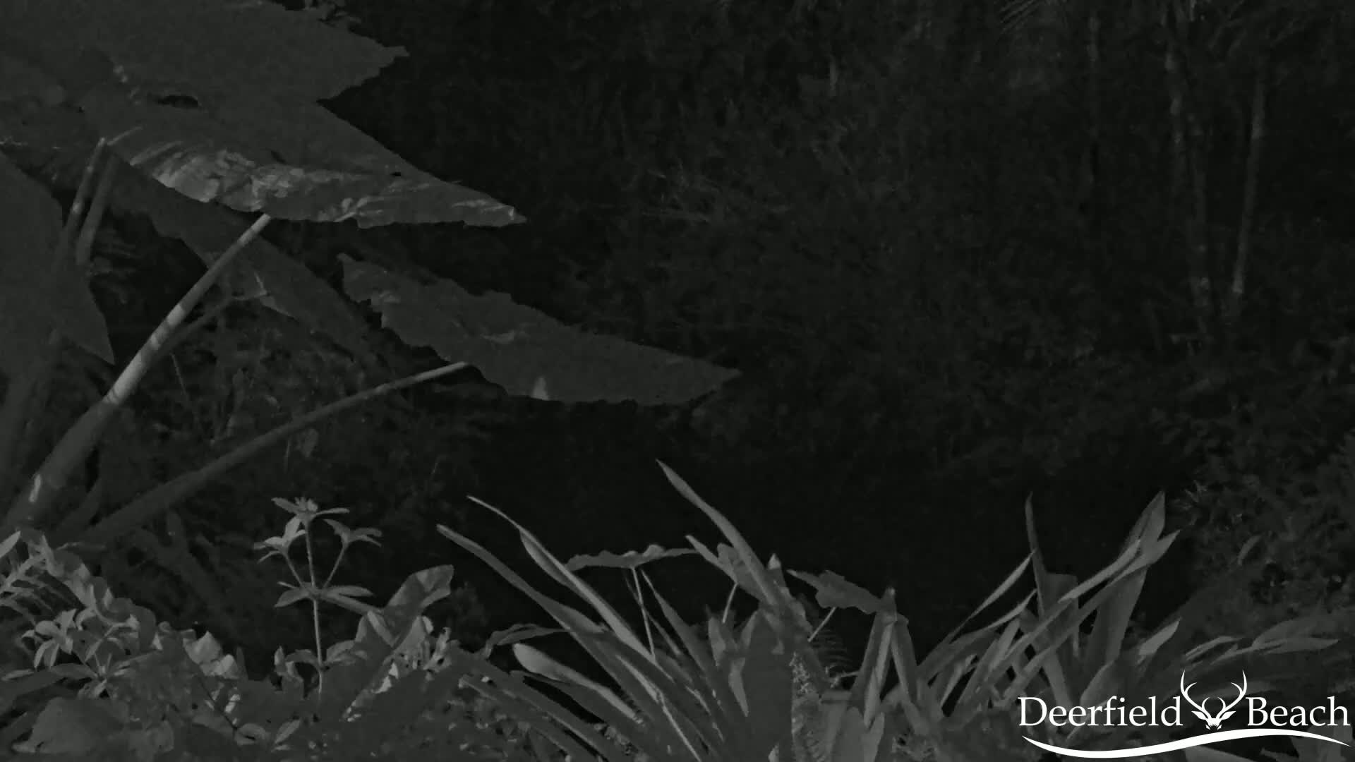 Deerfield Beach City Arboretum at Constitution Park Live Cam - Deerfield Beach, Broward, Florida, USA