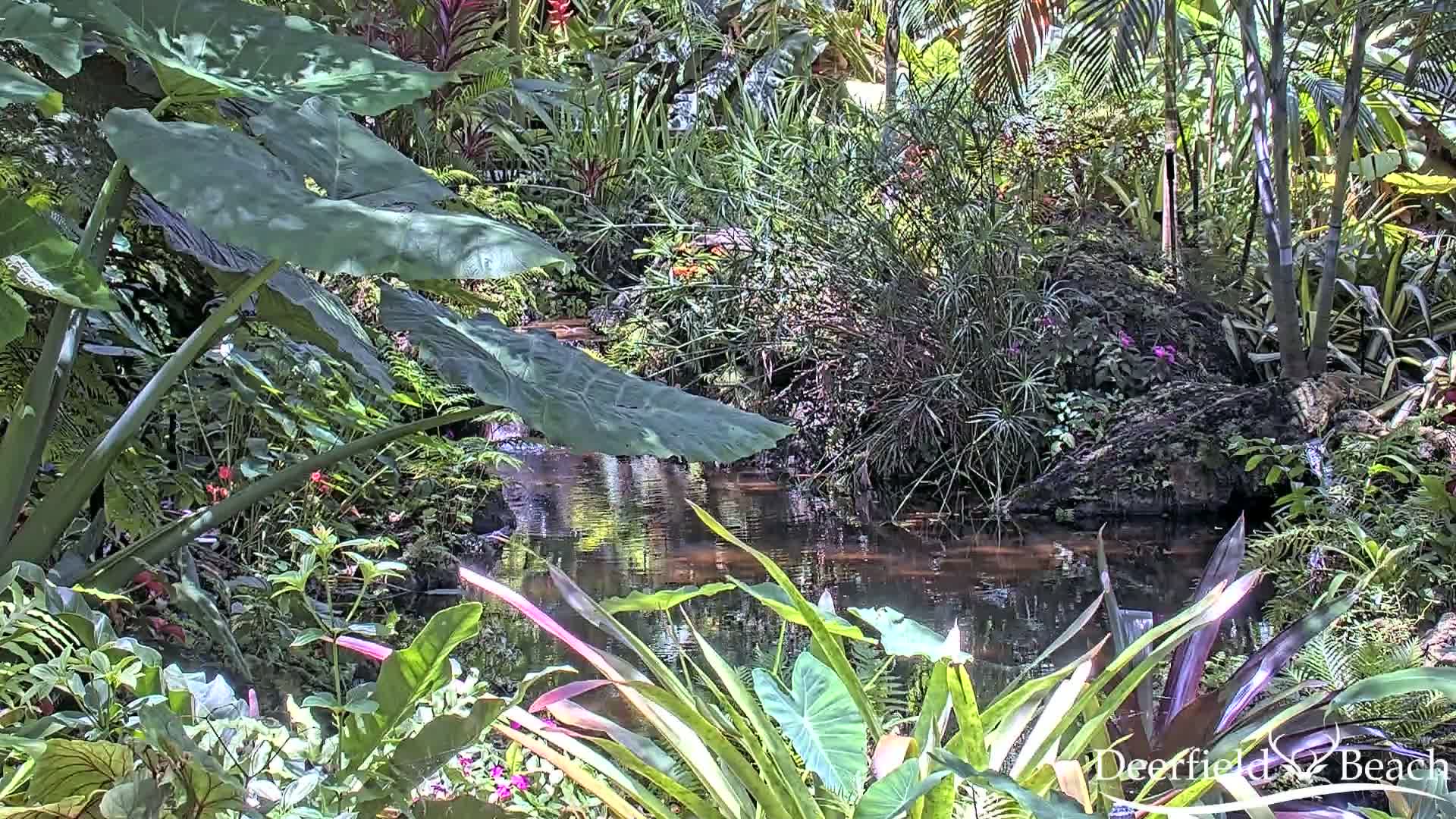 Deerfield Beach City Arboretum at Constitution Park Live Cam - Deerfield Beach, Broward, Florida, USA