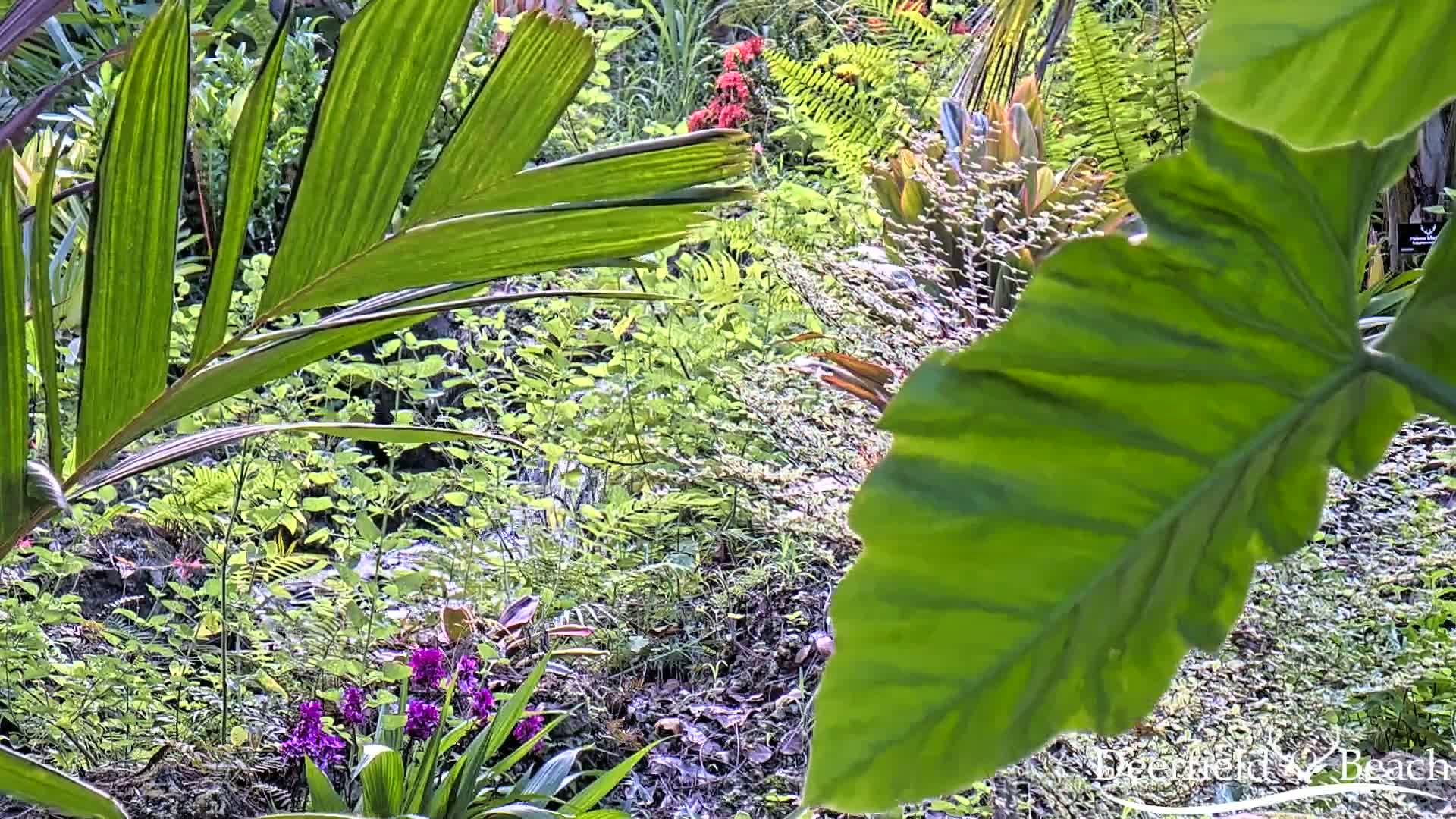 Deerfield Beach City Arboretum at Constitution Park Live Cam - Deerfield Beach, Broward, Florida, USA