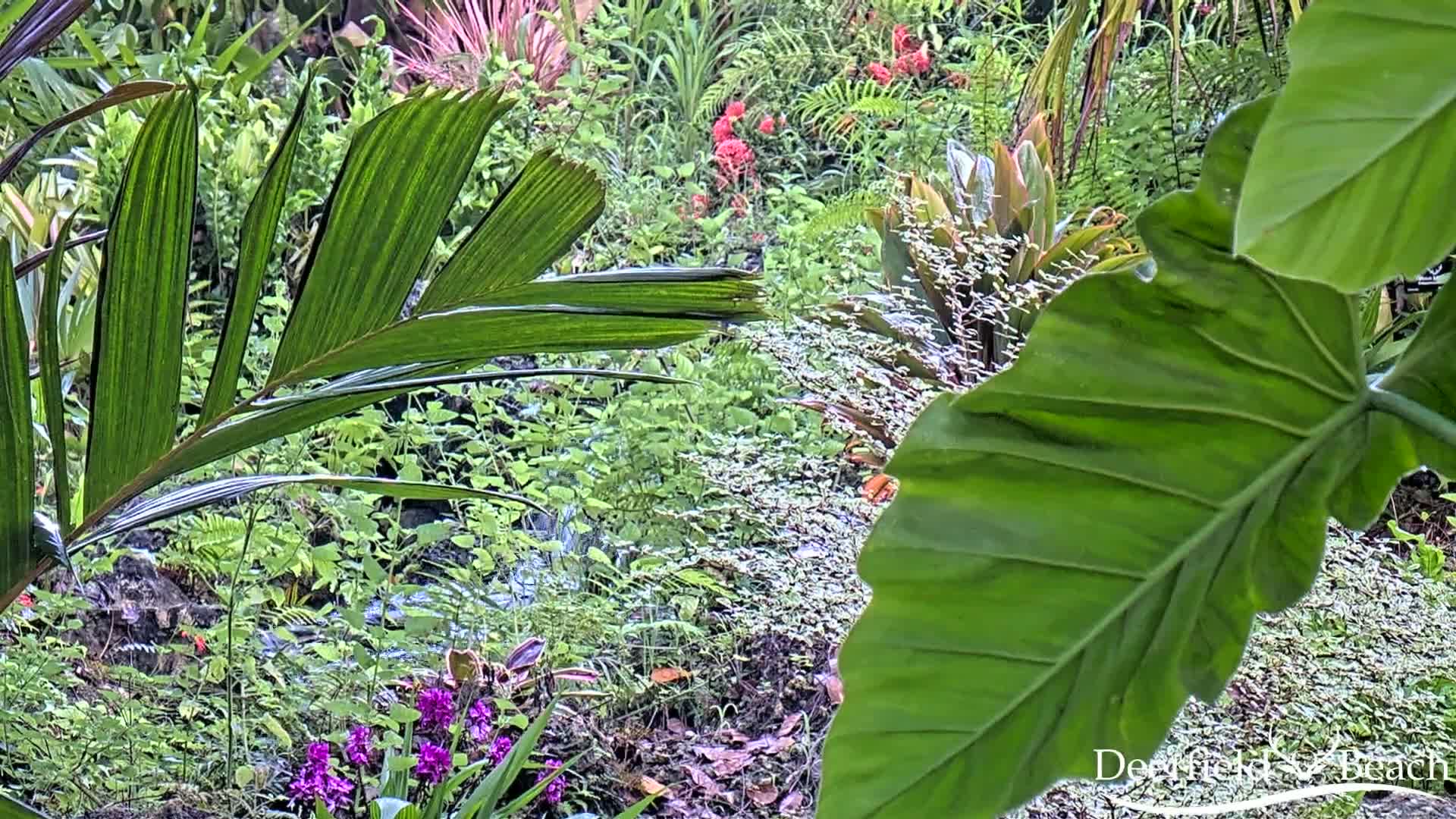 Deerfield Beach City Arboretum at Constitution Park Live Cam - Deerfield Beach, Broward, Florida, USA