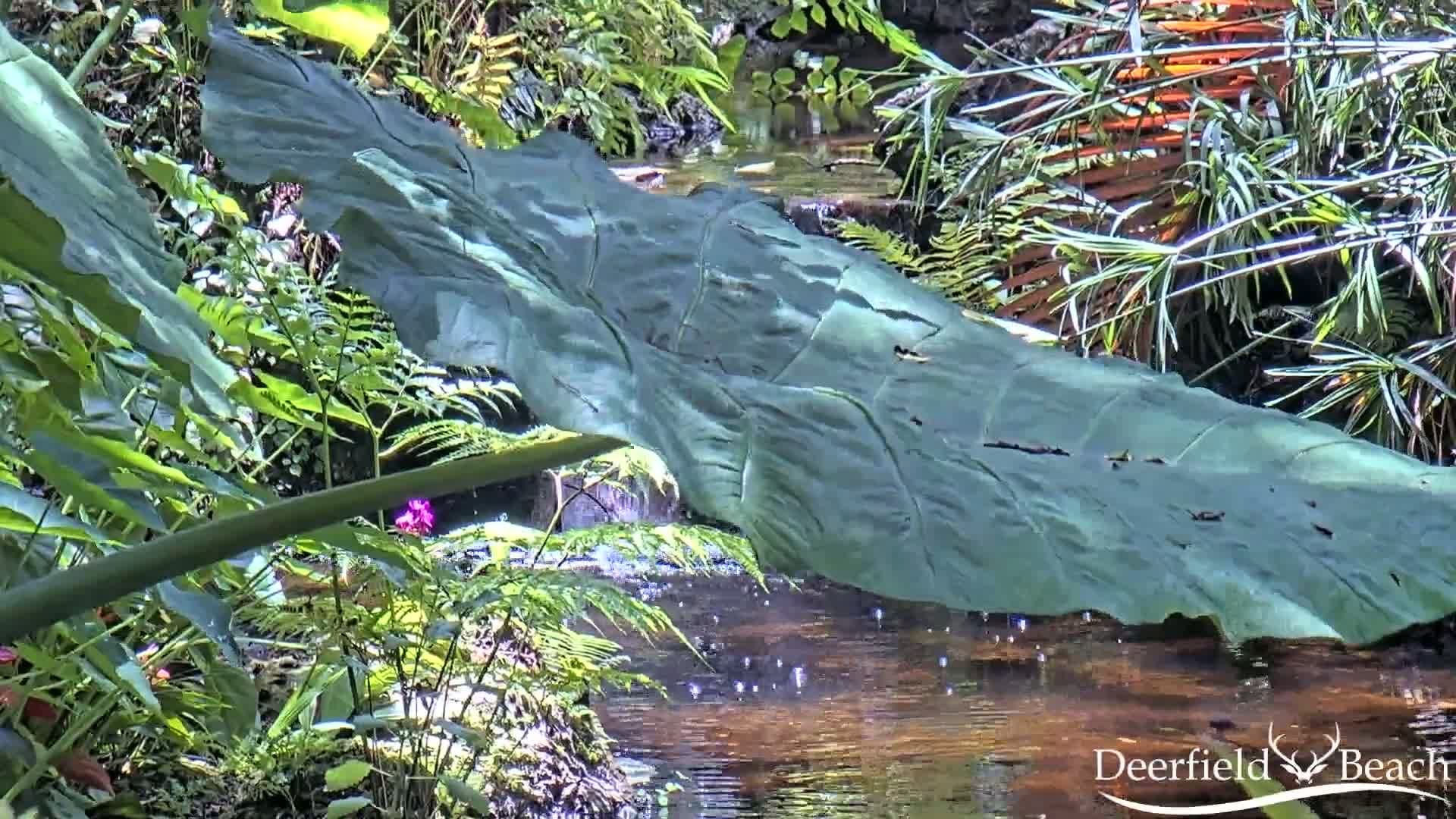 Deerfield Beach City Arboretum at Constitution Park Live Cam - Deerfield Beach, Broward, Florida, USA