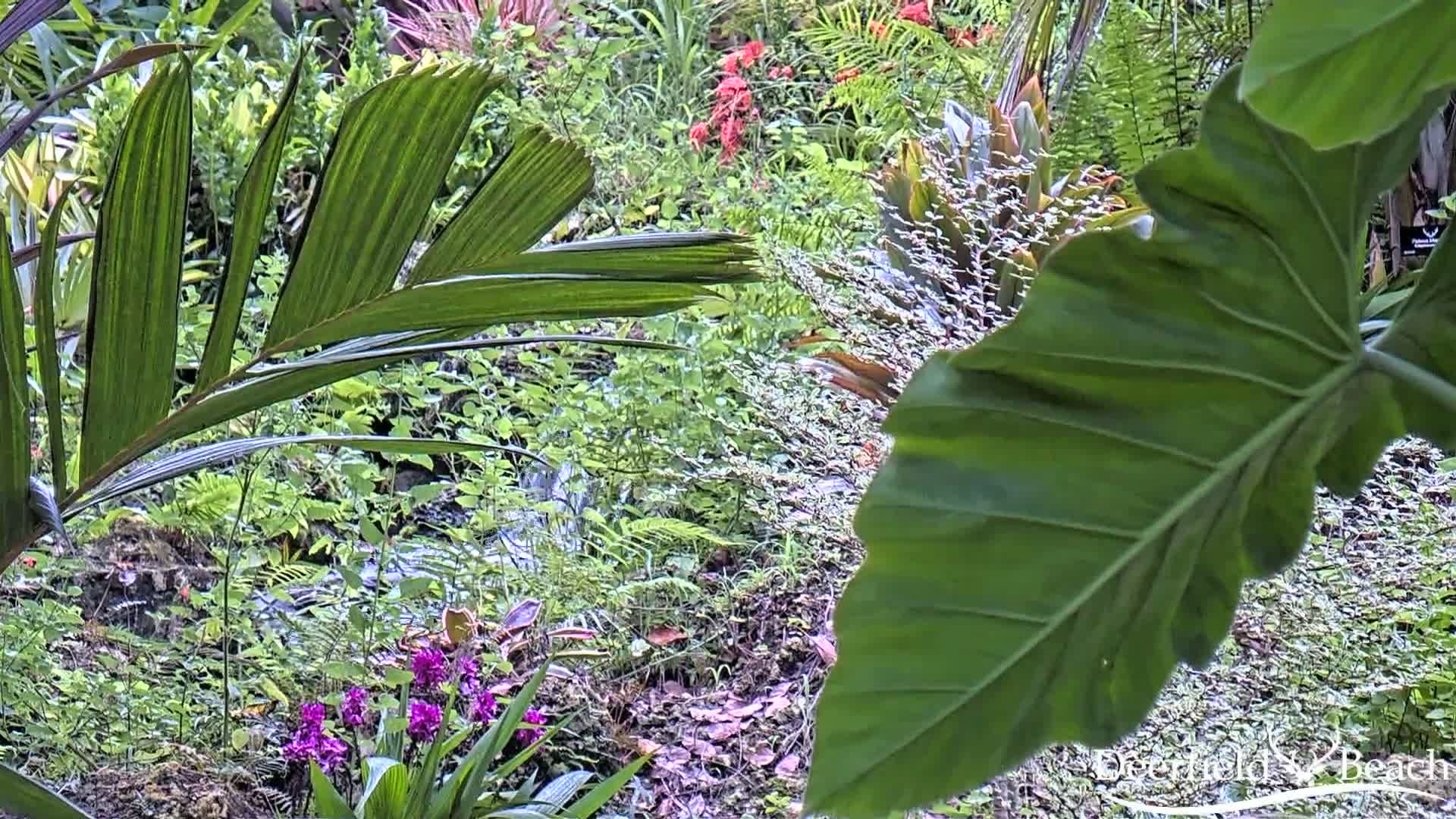 Deerfield Beach City Arboretum at Constitution Park Live Cam - Deerfield Beach, Broward, Florida, USA