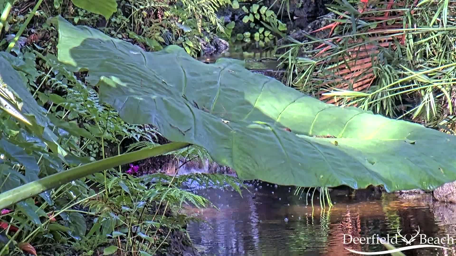 Deerfield Beach City Arboretum at Constitution Park Live Cam - Deerfield Beach, Broward, Florida, USA