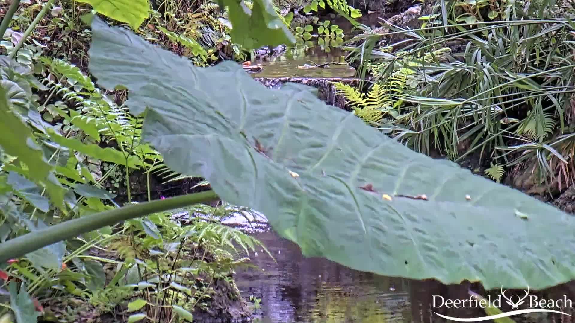 Deerfield Beach City Arboretum at Constitution Park Live Cam - Deerfield Beach, Broward, Florida, USA