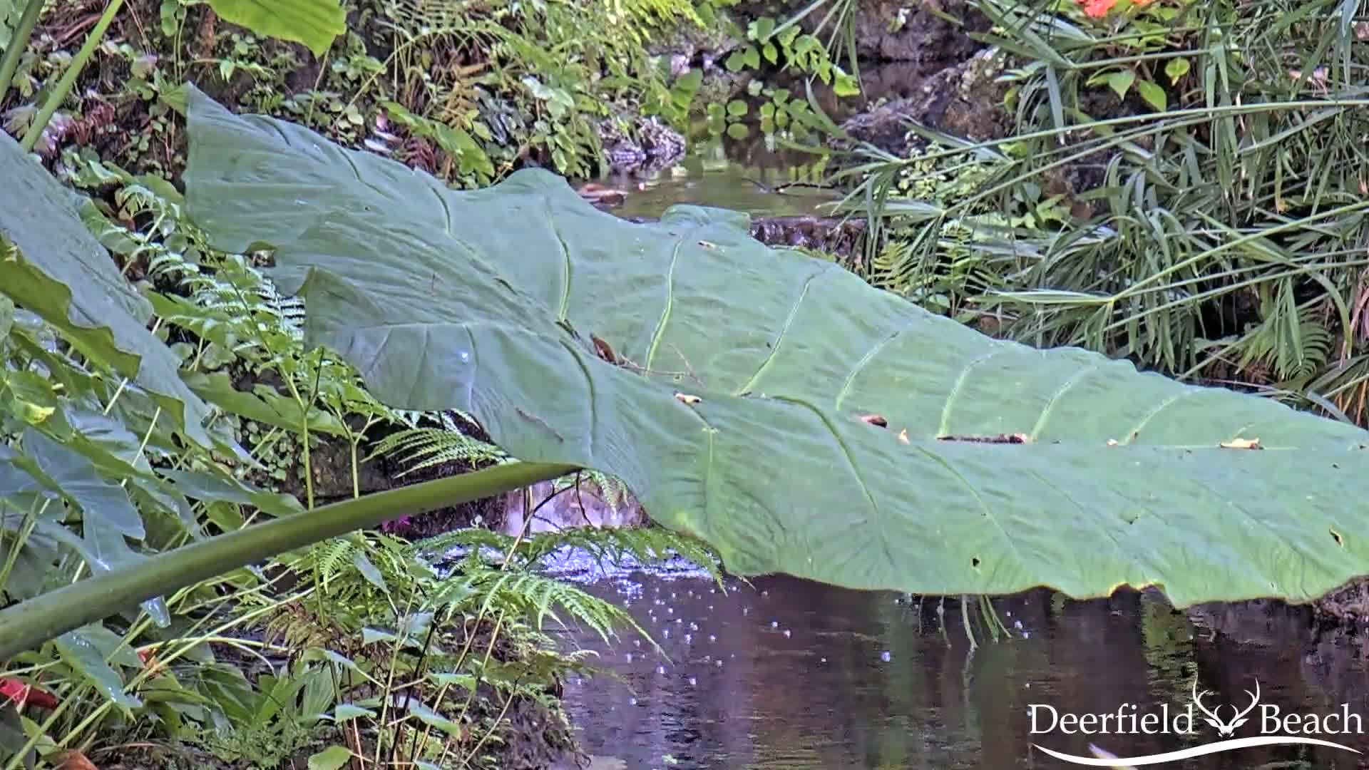 Deerfield Beach City Arboretum at Constitution Park Live Cam - Deerfield Beach, Broward, Florida, USA