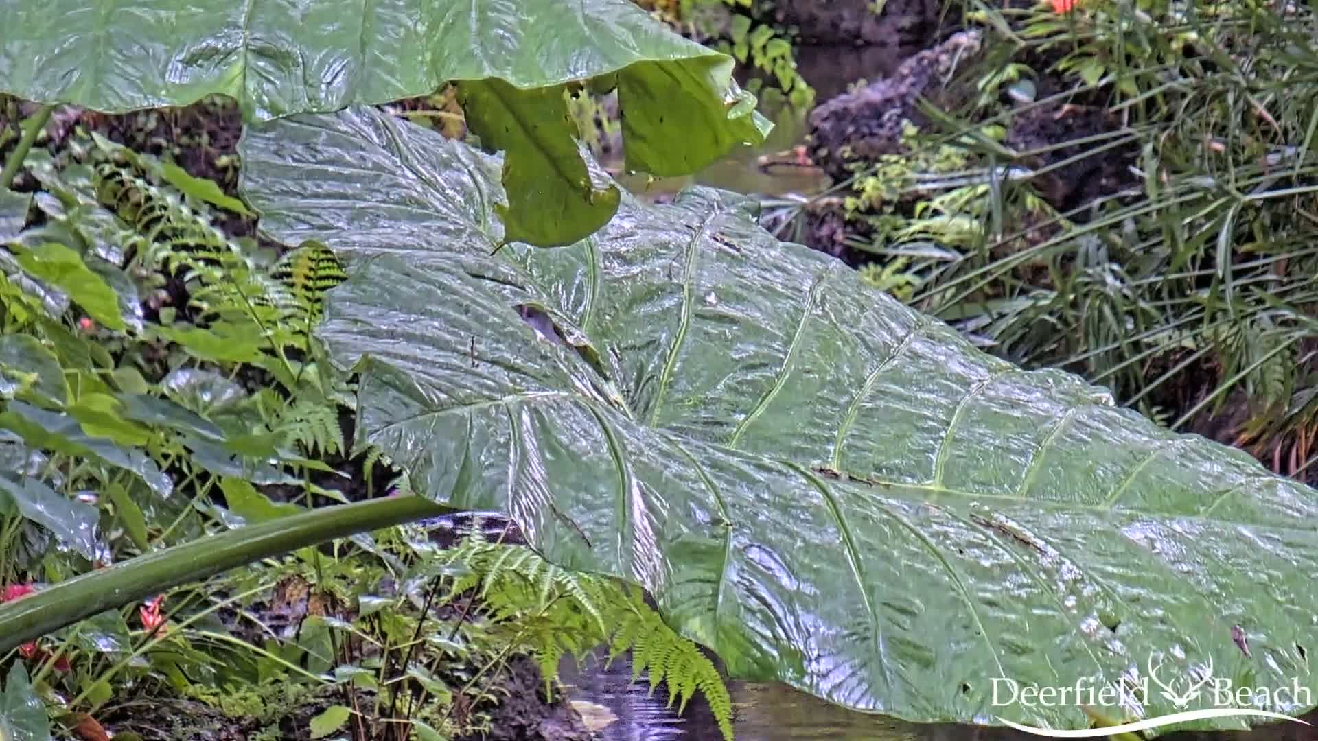 Deerfield Beach City Arboretum at Constitution Park Live Cam - Deerfield Beach, Broward, Florida, USA