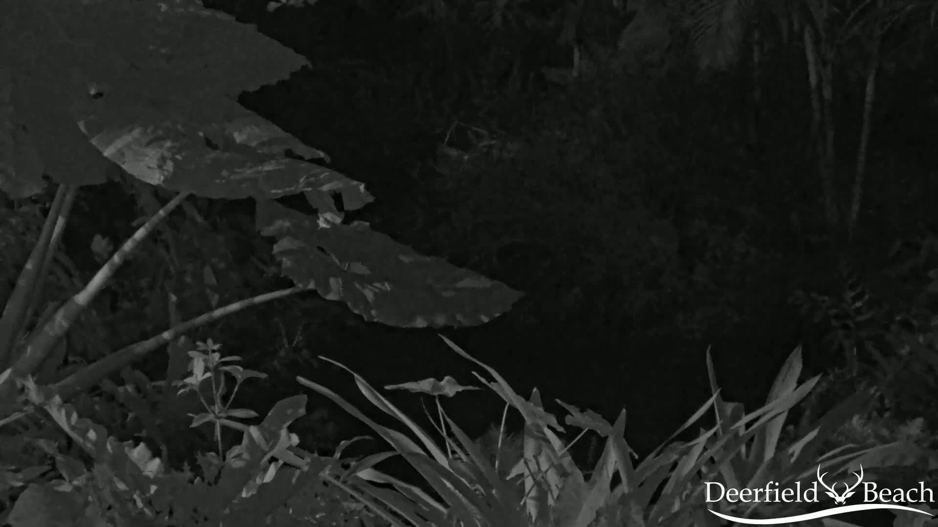Deerfield Beach City Arboretum at Constitution Park Live Cam - Deerfield Beach, Broward, Florida, USA