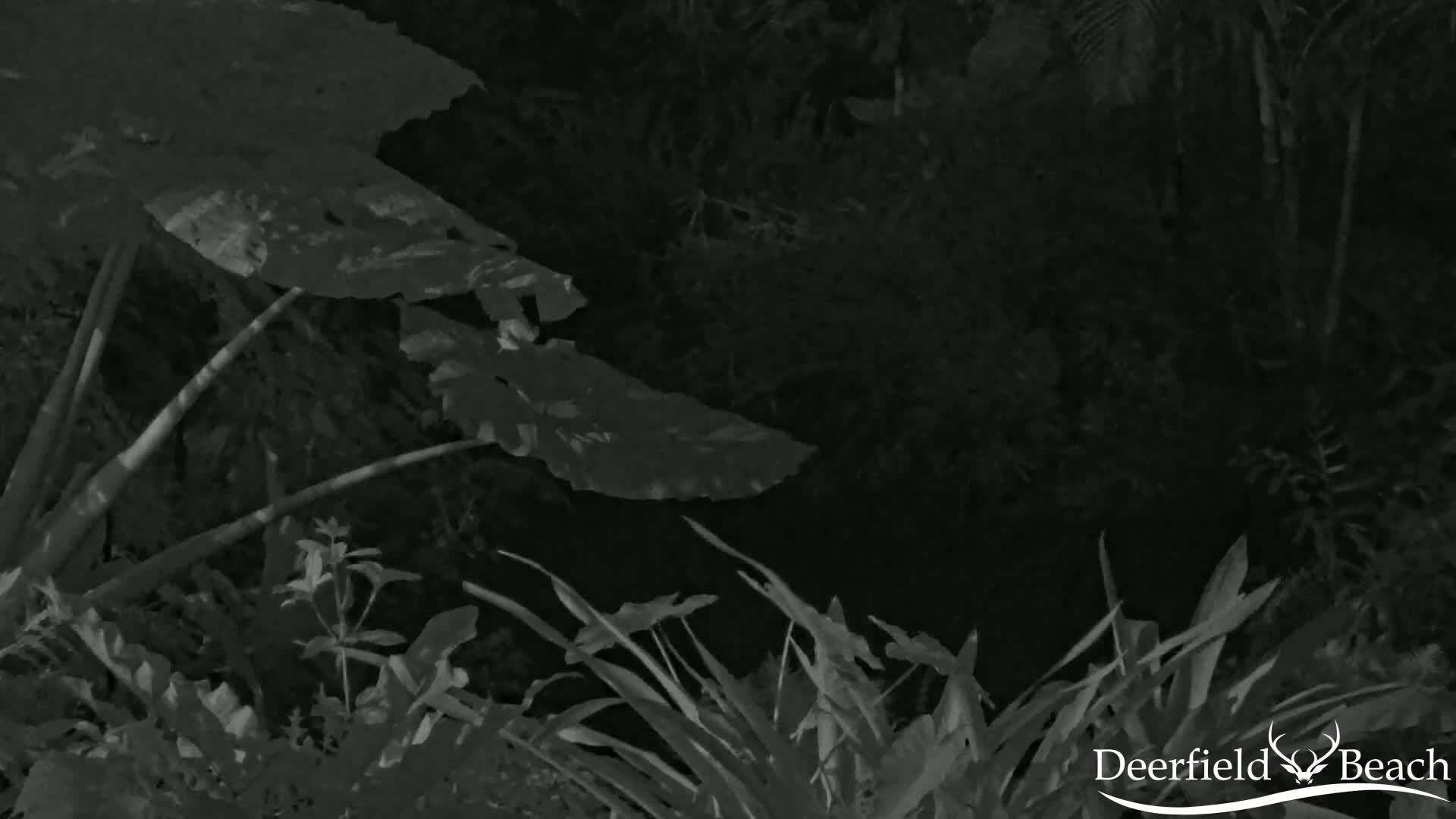 Deerfield Beach City Arboretum at Constitution Park Live Cam - Deerfield Beach, Broward, Florida, USA