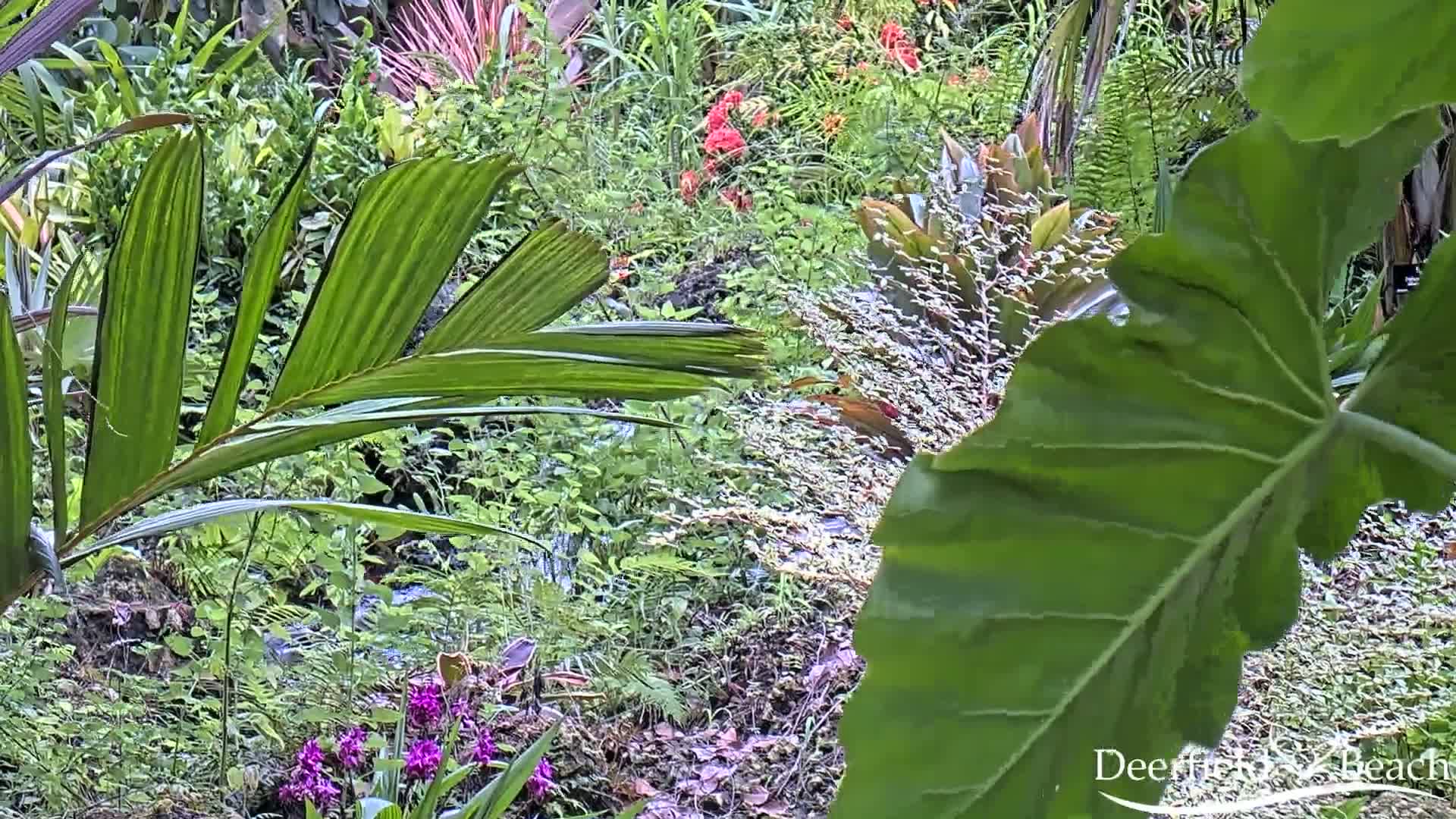Deerfield Beach City Arboretum at Constitution Park Live Cam - Deerfield Beach, Broward, Florida, USA