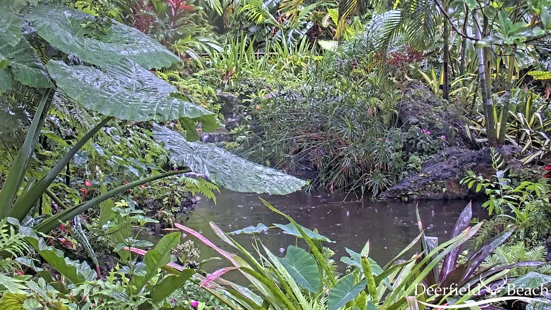 Deerfield Beach City Arboretum at Constitution Park Live Cam - Deerfield Beach, Broward, Florida, USA