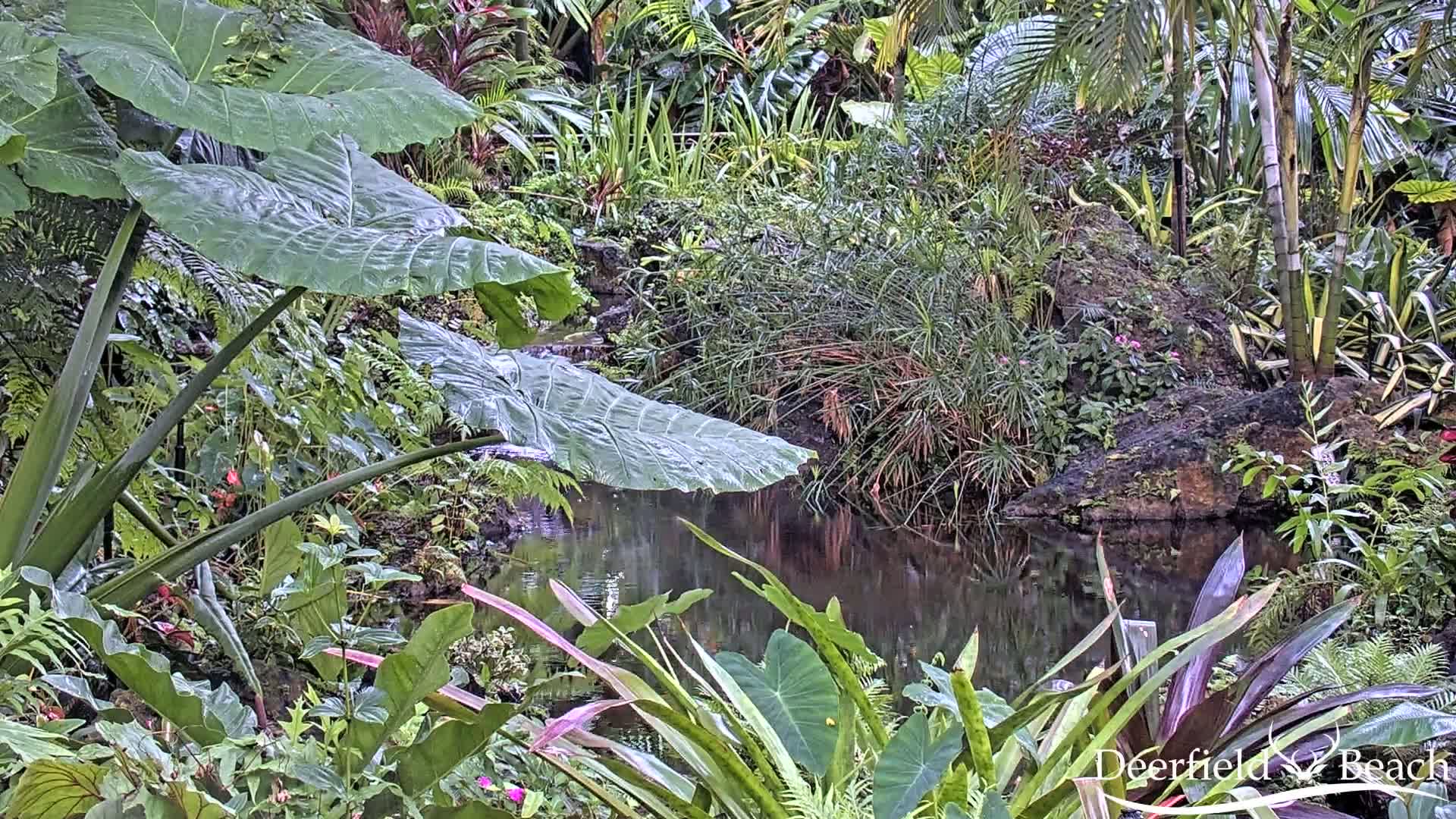 Deerfield Beach City Arboretum at Constitution Park Live Cam - Deerfield Beach, Broward, Florida, USA