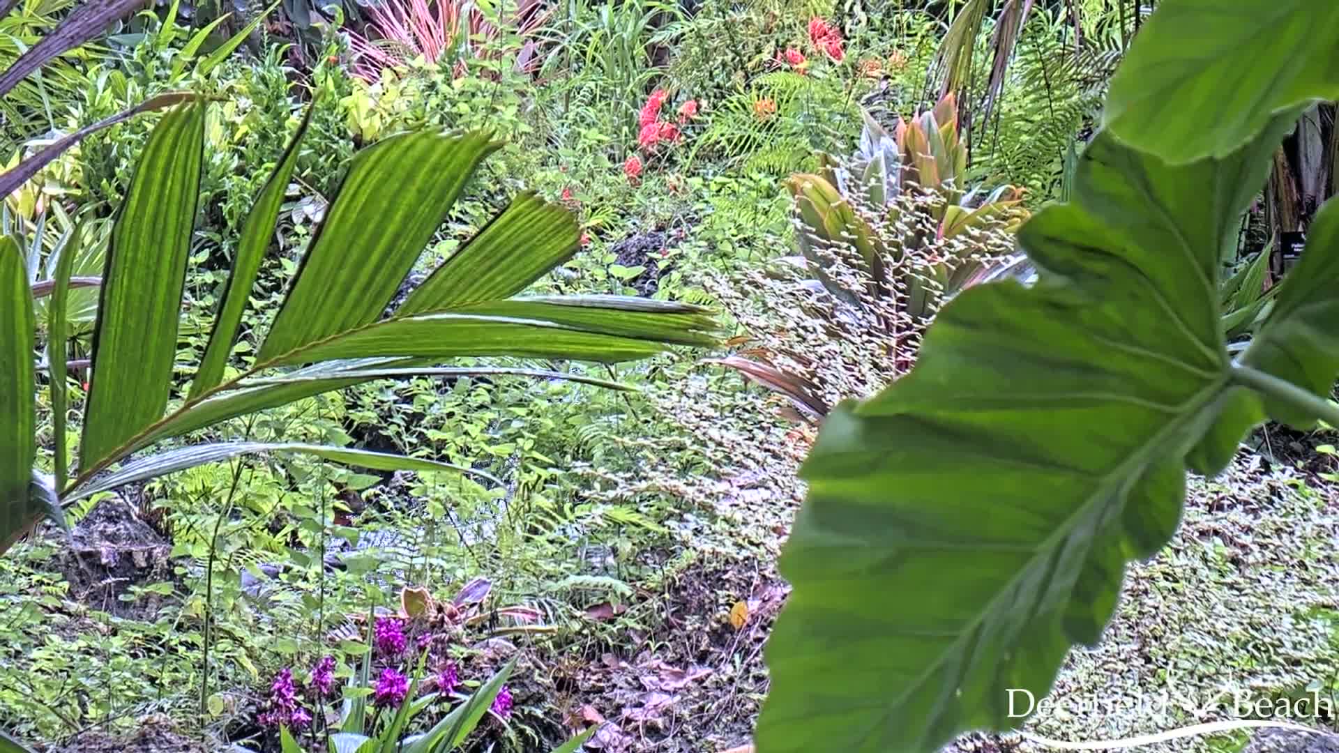 Deerfield Beach City Arboretum at Constitution Park Live Cam - Deerfield Beach, Broward, Florida, USA