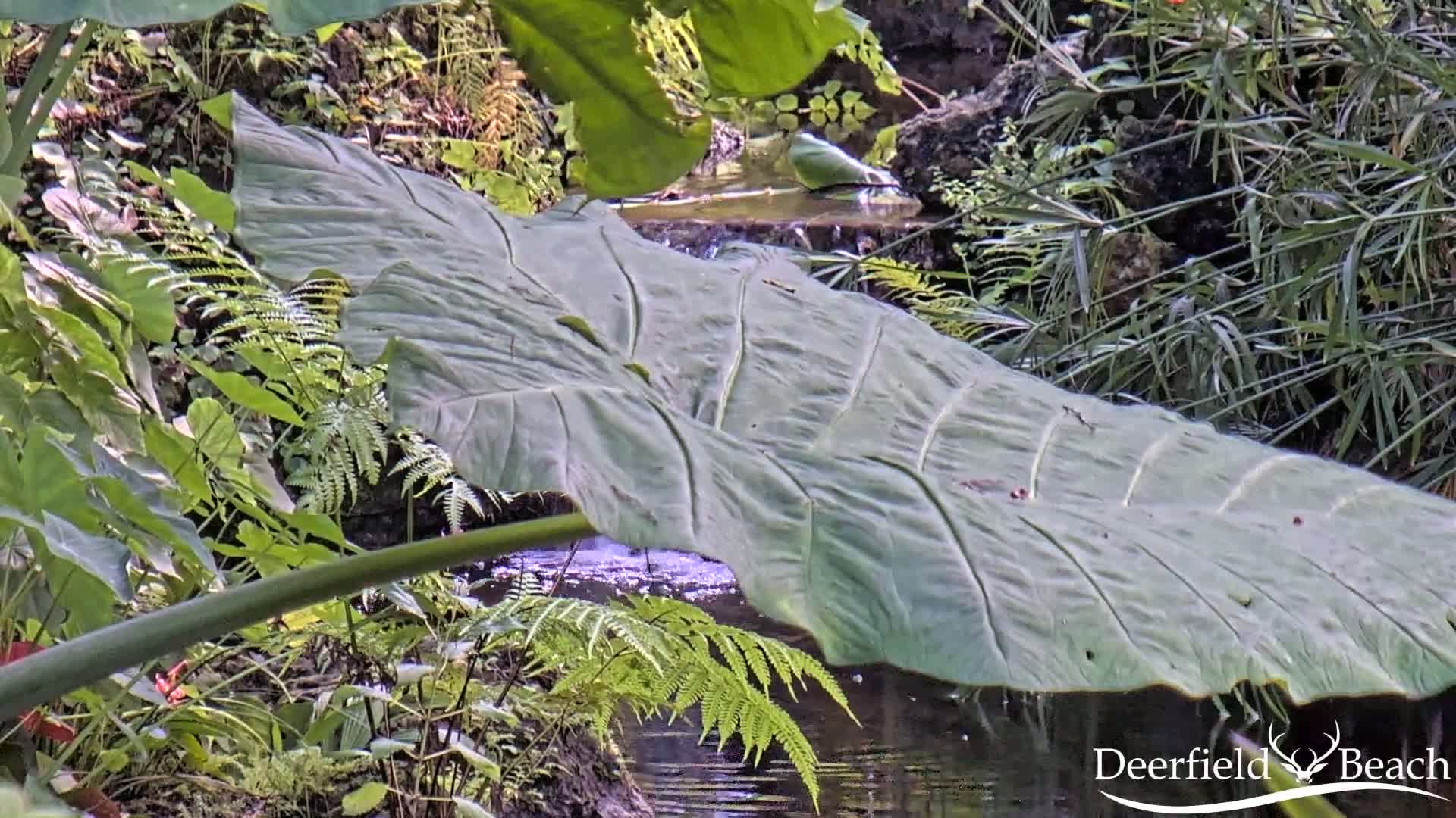Deerfield Beach City Arboretum at Constitution Park Live Cam - Deerfield Beach, Broward, Florida, USA