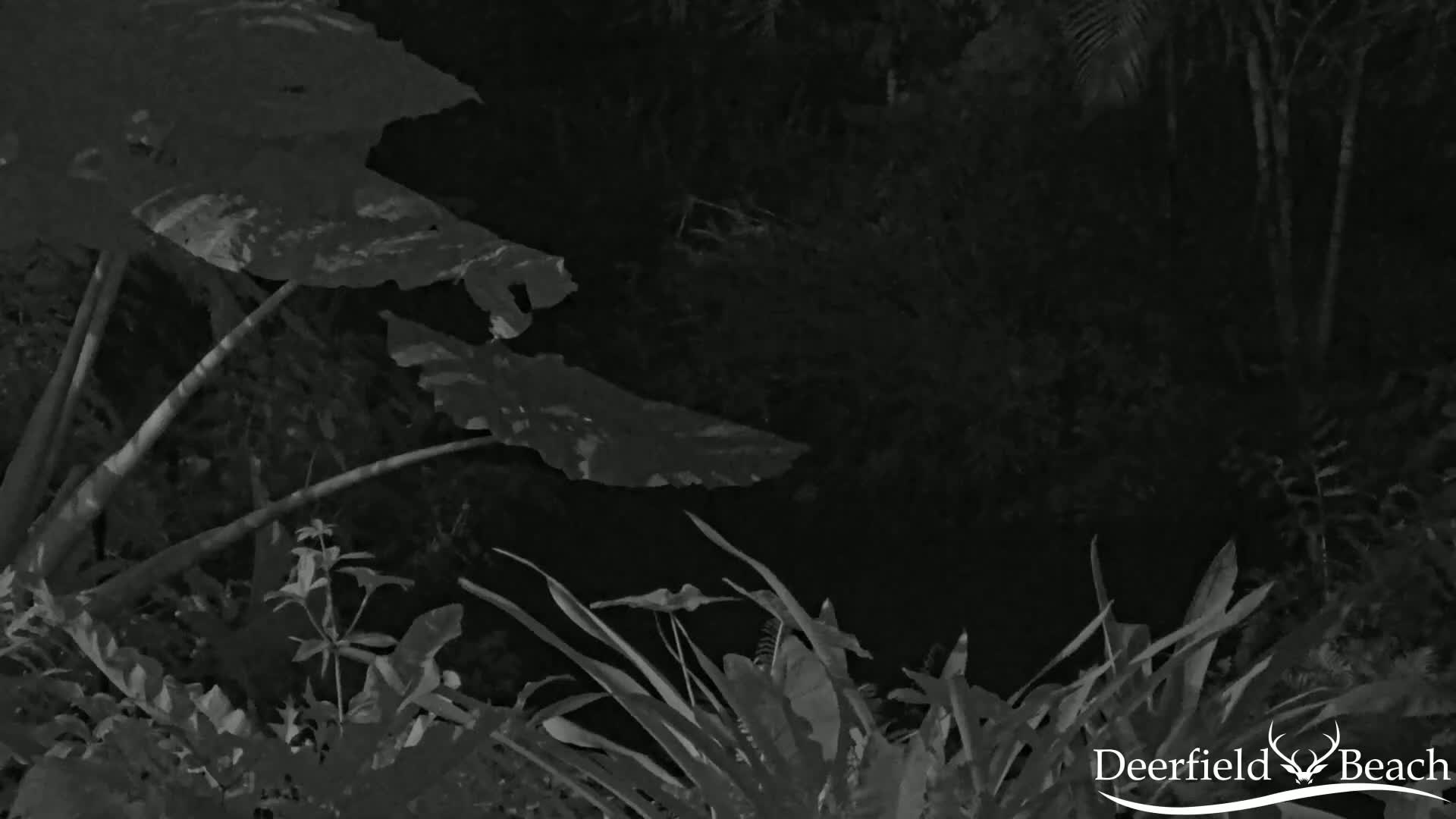 Deerfield Beach City Arboretum at Constitution Park Live Cam - Deerfield Beach, Broward, Florida, USA