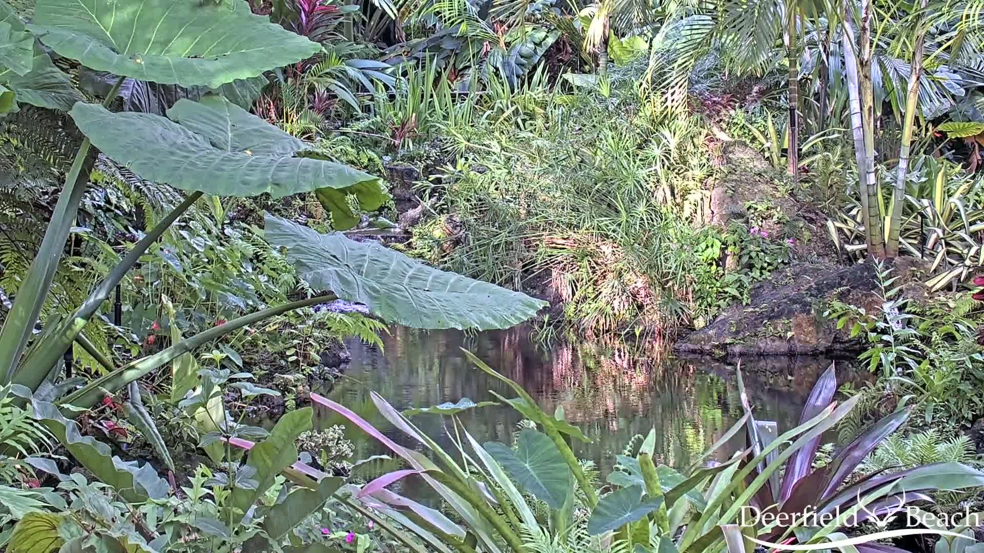 Deerfield Beach City Arboretum at Constitution Park Live Cam - Deerfield Beach, Broward, Florida, USA