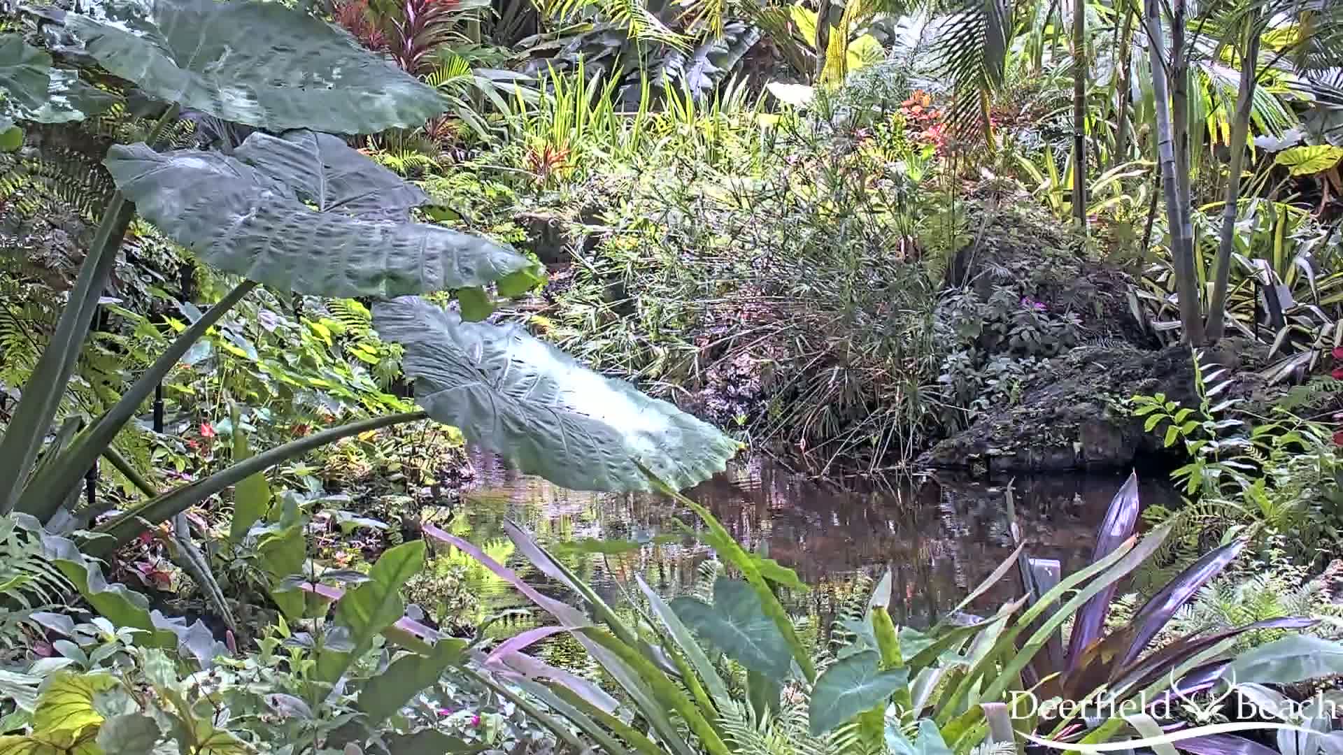 Deerfield Beach City Arboretum at Constitution Park Live Cam - Deerfield Beach, Broward, Florida, USA