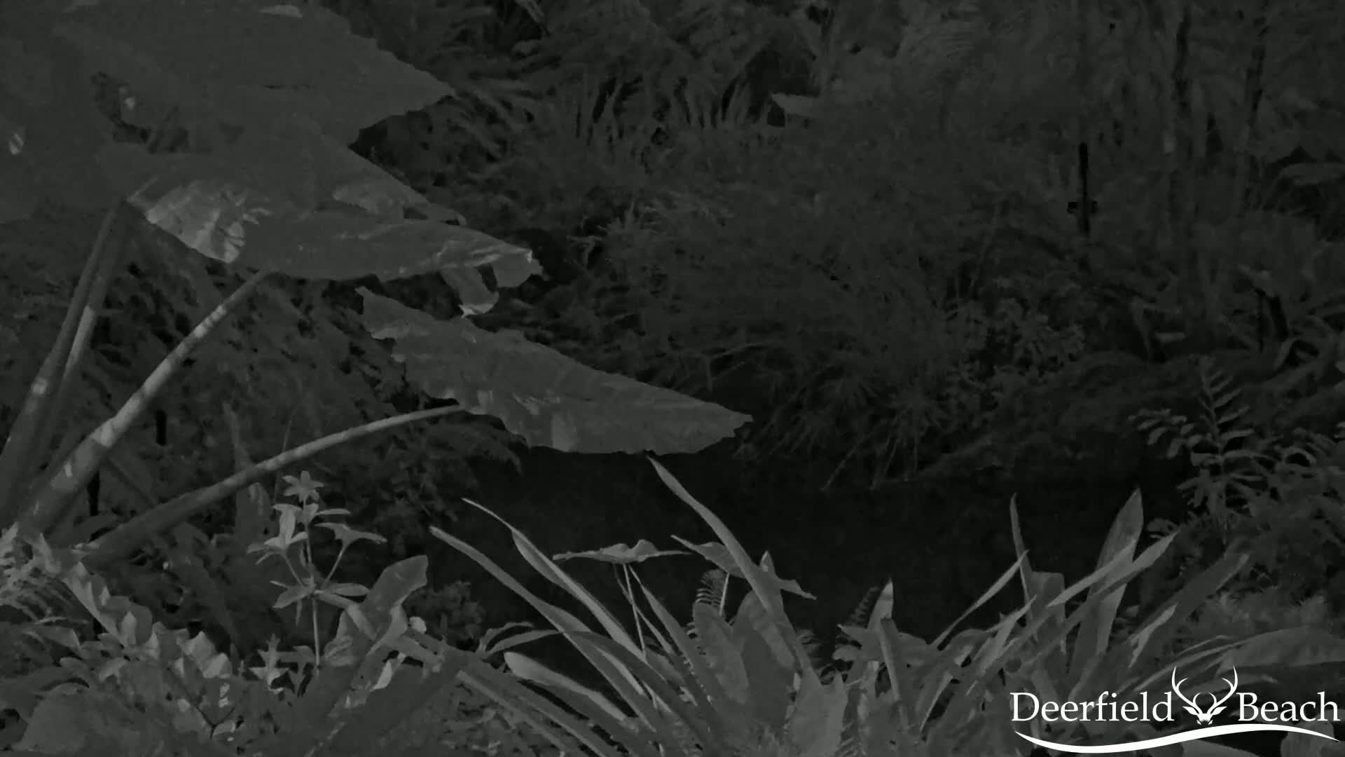 Deerfield Beach City Arboretum at Constitution Park Live Cam - Deerfield Beach, Broward, Florida, USA