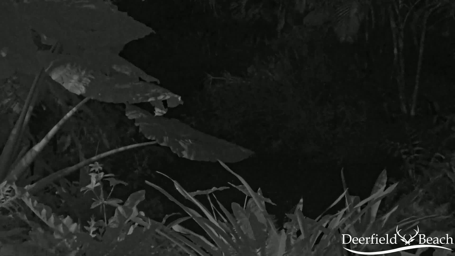 Deerfield Beach City Arboretum at Constitution Park Live Cam - Deerfield Beach, Broward, Florida, USA