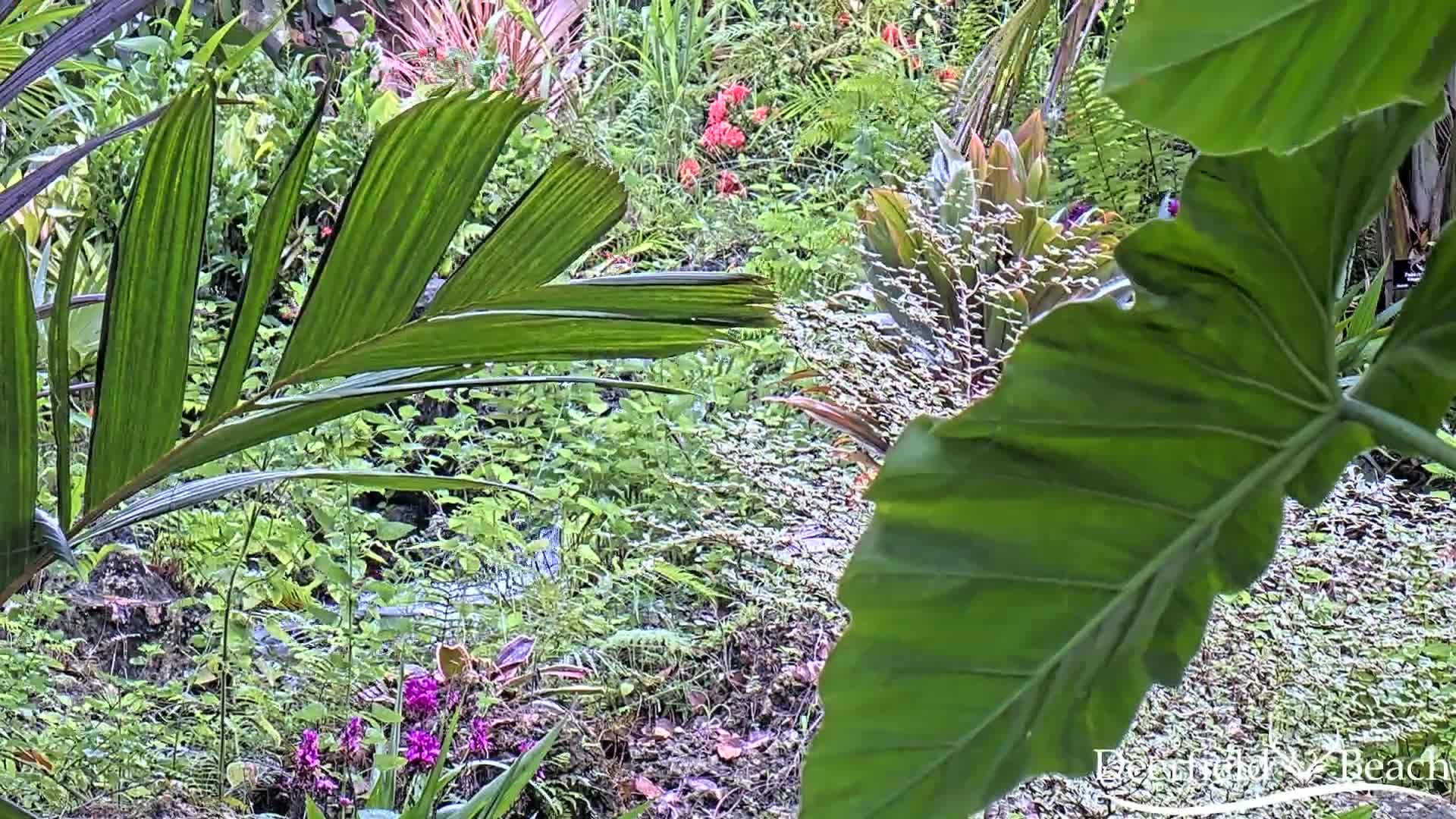 Deerfield Beach City Arboretum at Constitution Park Live Cam - Deerfield Beach, Broward, Florida, USA