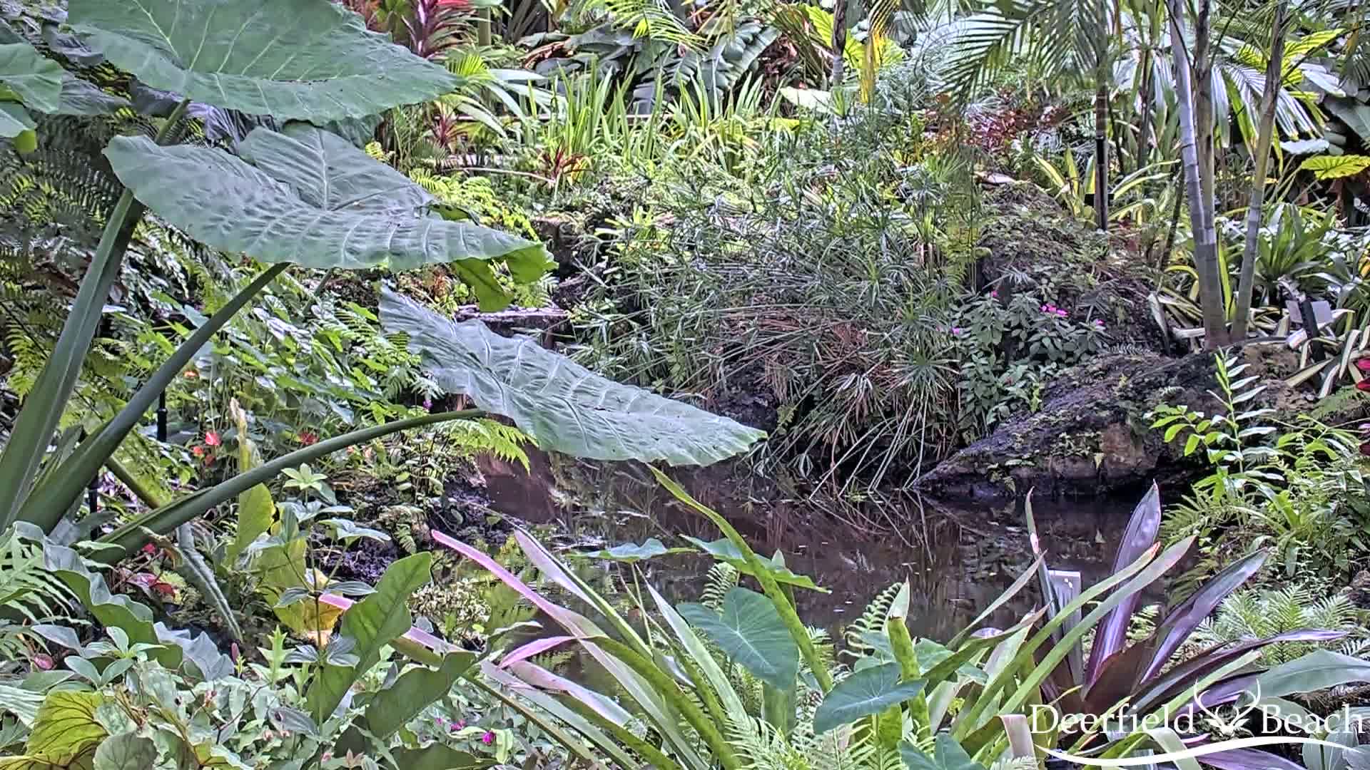 Deerfield Beach City Arboretum at Constitution Park Live Cam - Deerfield Beach, Broward, Florida, USA