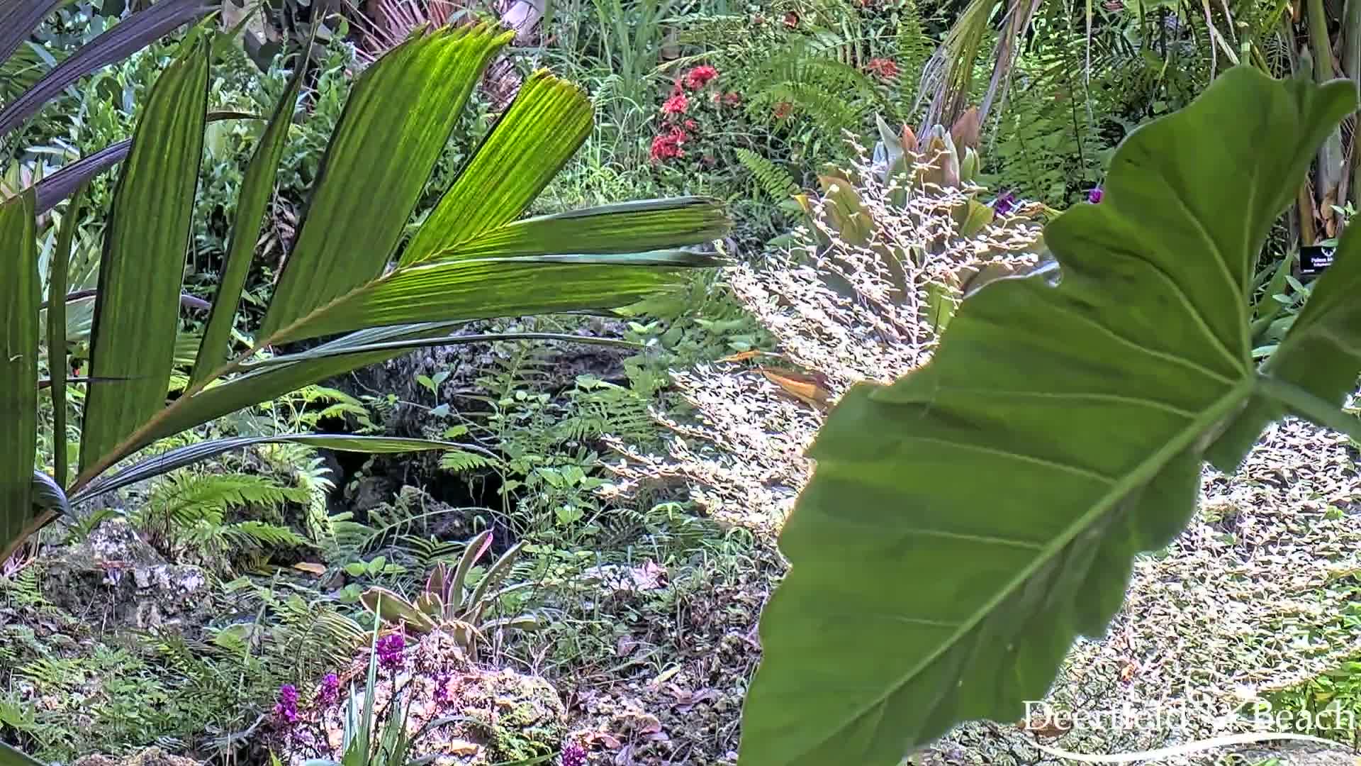 Deerfield Beach City Arboretum at Constitution Park Live Cam - Deerfield Beach, Broward, Florida, USA