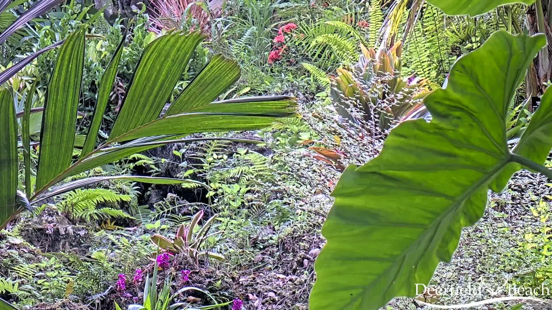 Deerfield Beach City Arboretum at Constitution Park Live Cam - Deerfield Beach, Broward, Florida, USA