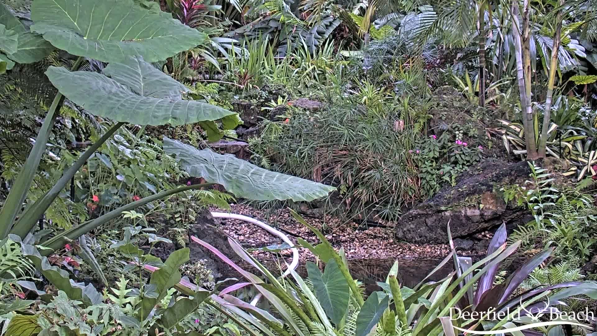 Deerfield Beach City Arboretum at Constitution Park Live Cam - Deerfield Beach, Broward, Florida, USA